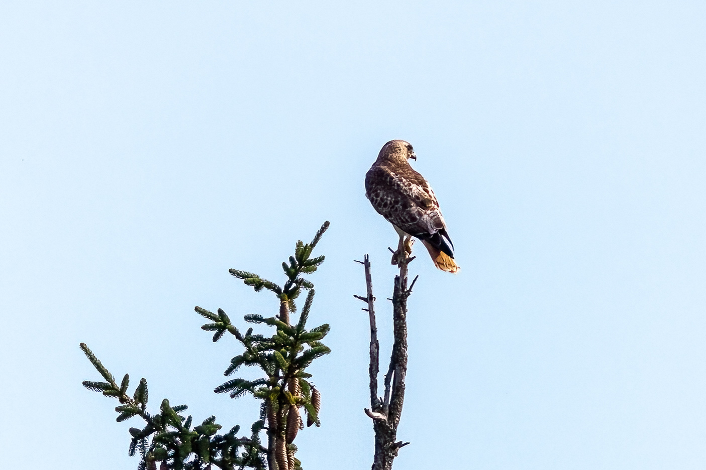 Red Tailed Hawk 6/13/22