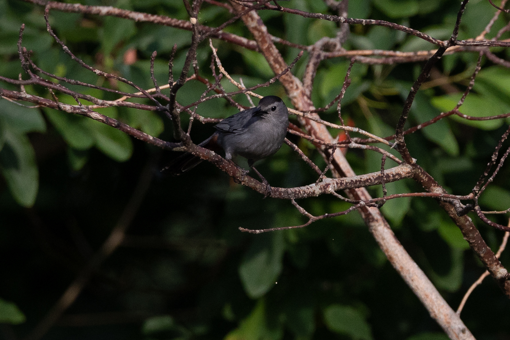 Gray Catbird 7/6/22