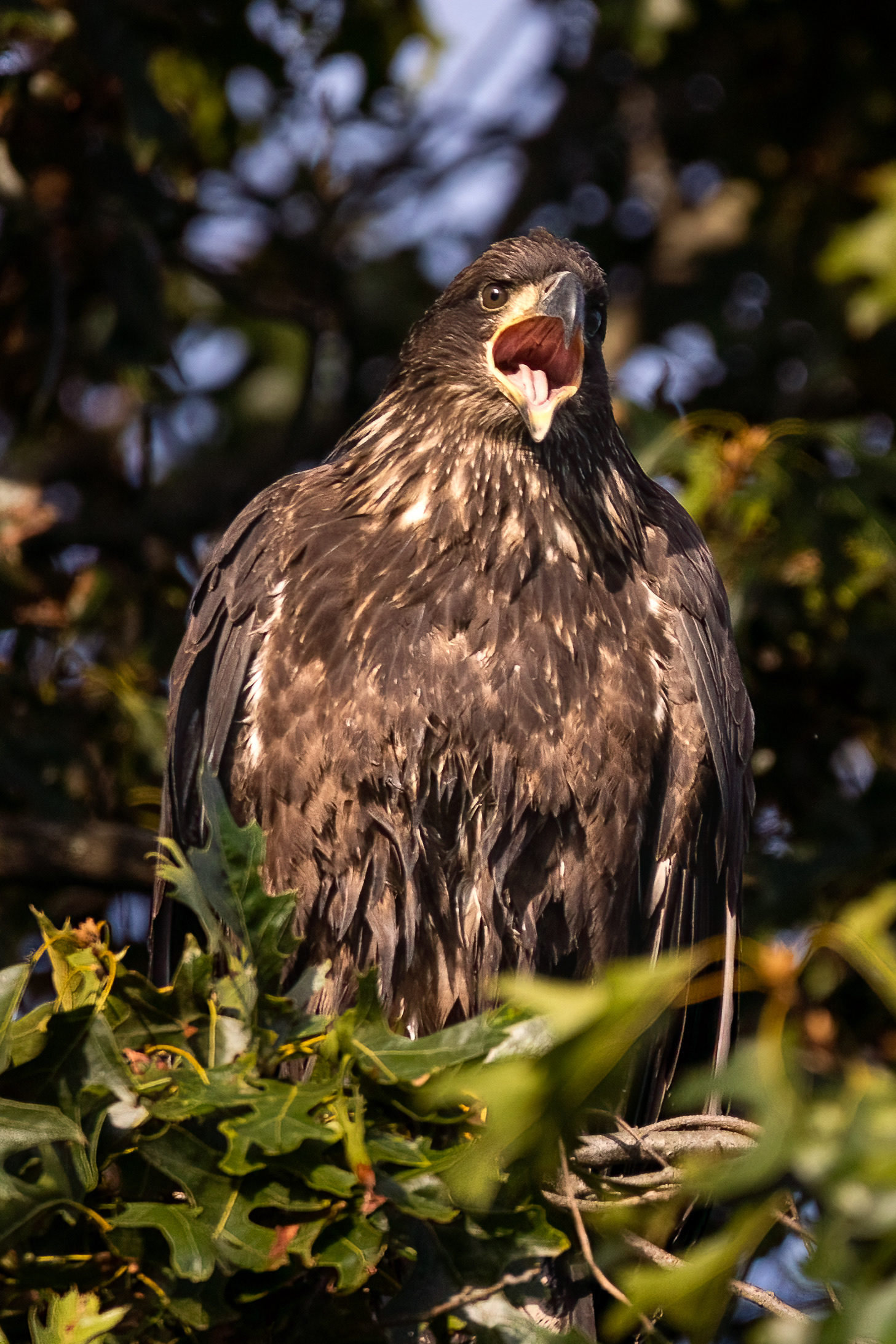 Juvenile Bald Eagle 7/31/22