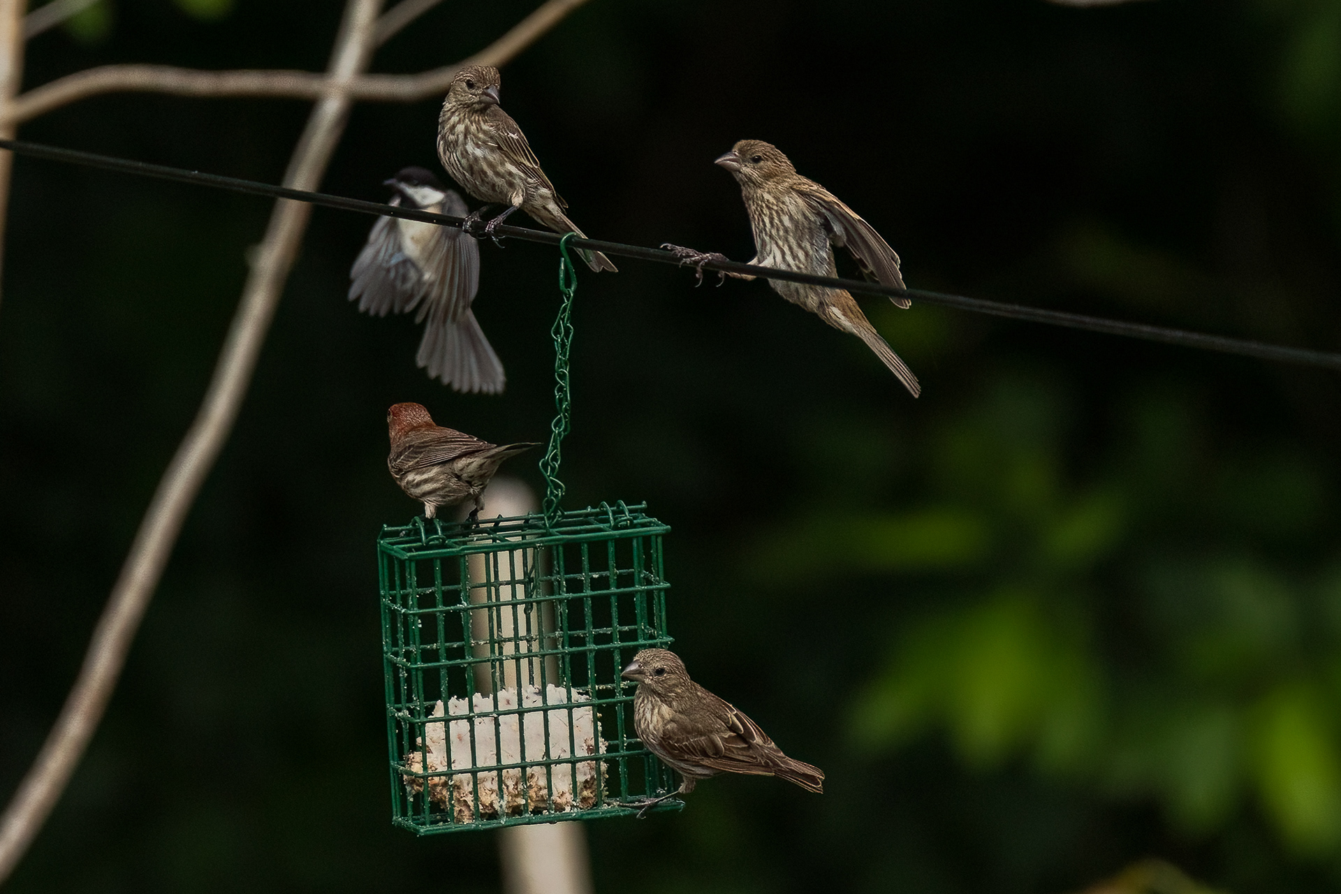 Rose Finches 7/10/22