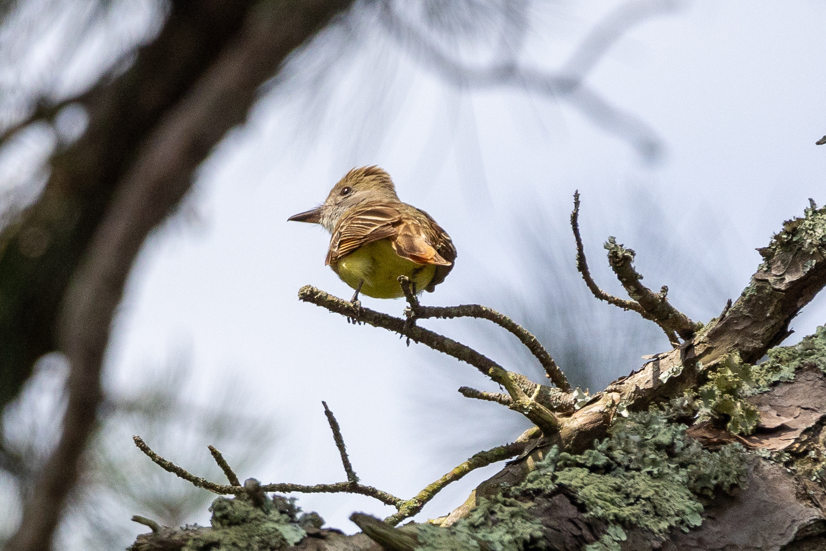 Brown Crested Fly Catcher 7/6/22