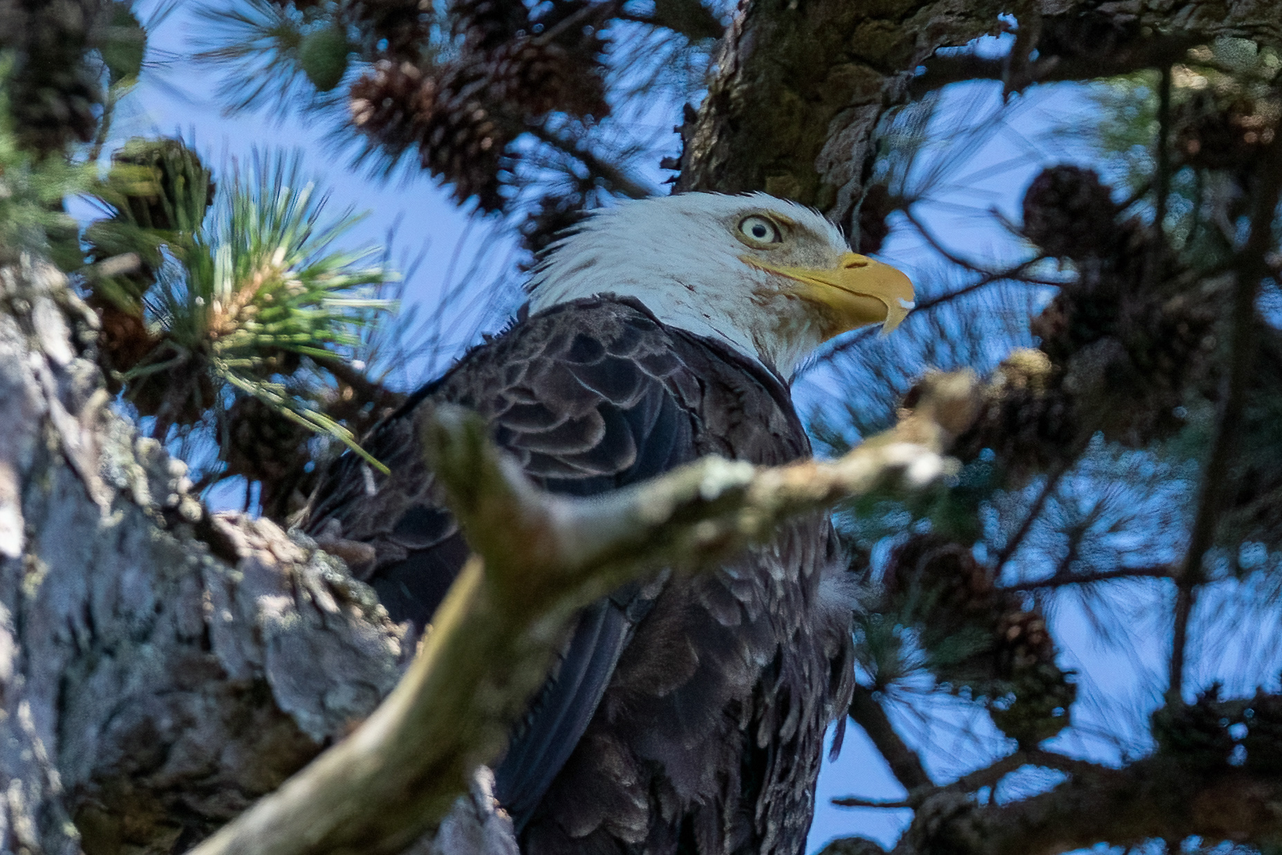 Bald Eagle in Ocean County, NJ 7/5/22