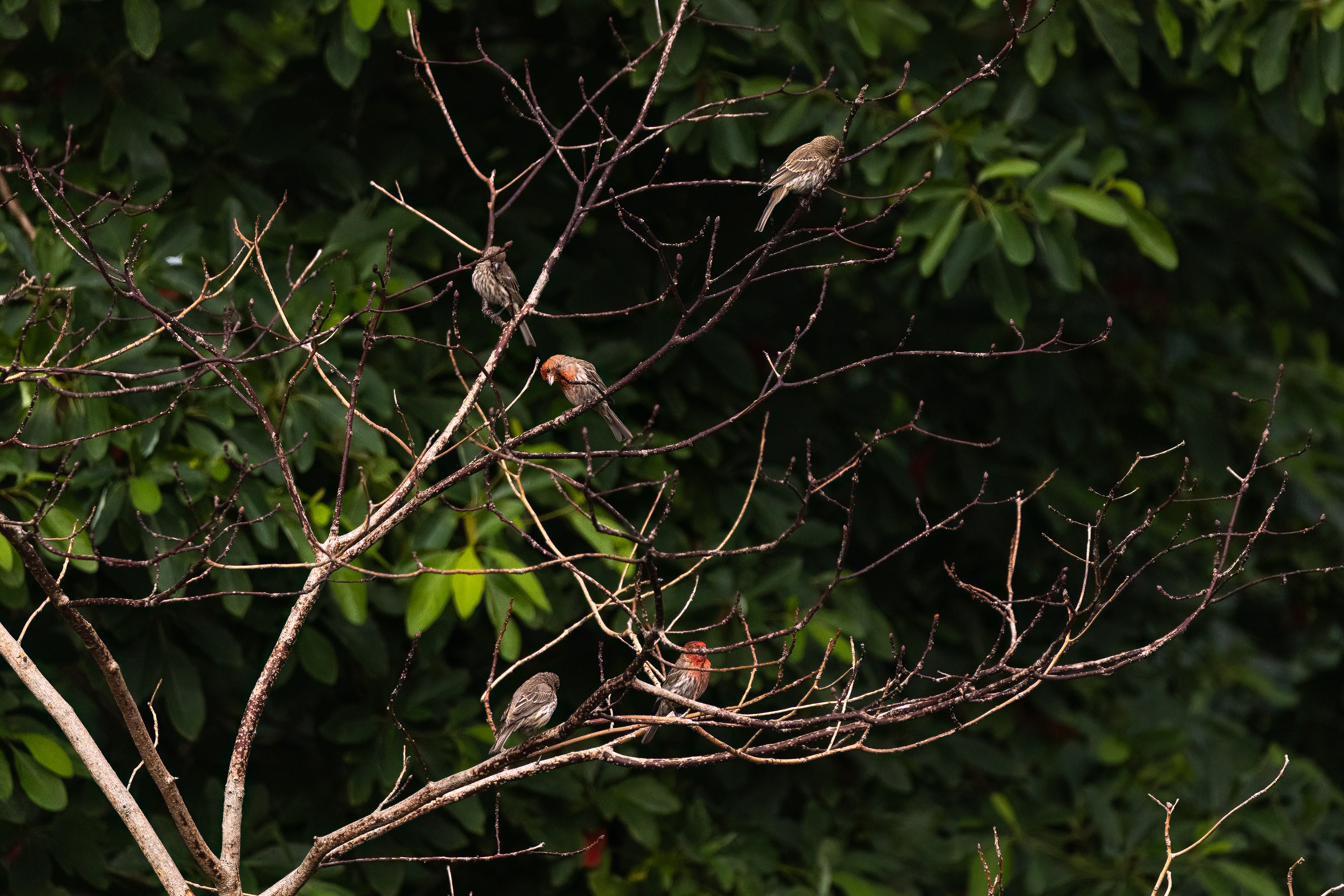 Rose Finches 7/10/22