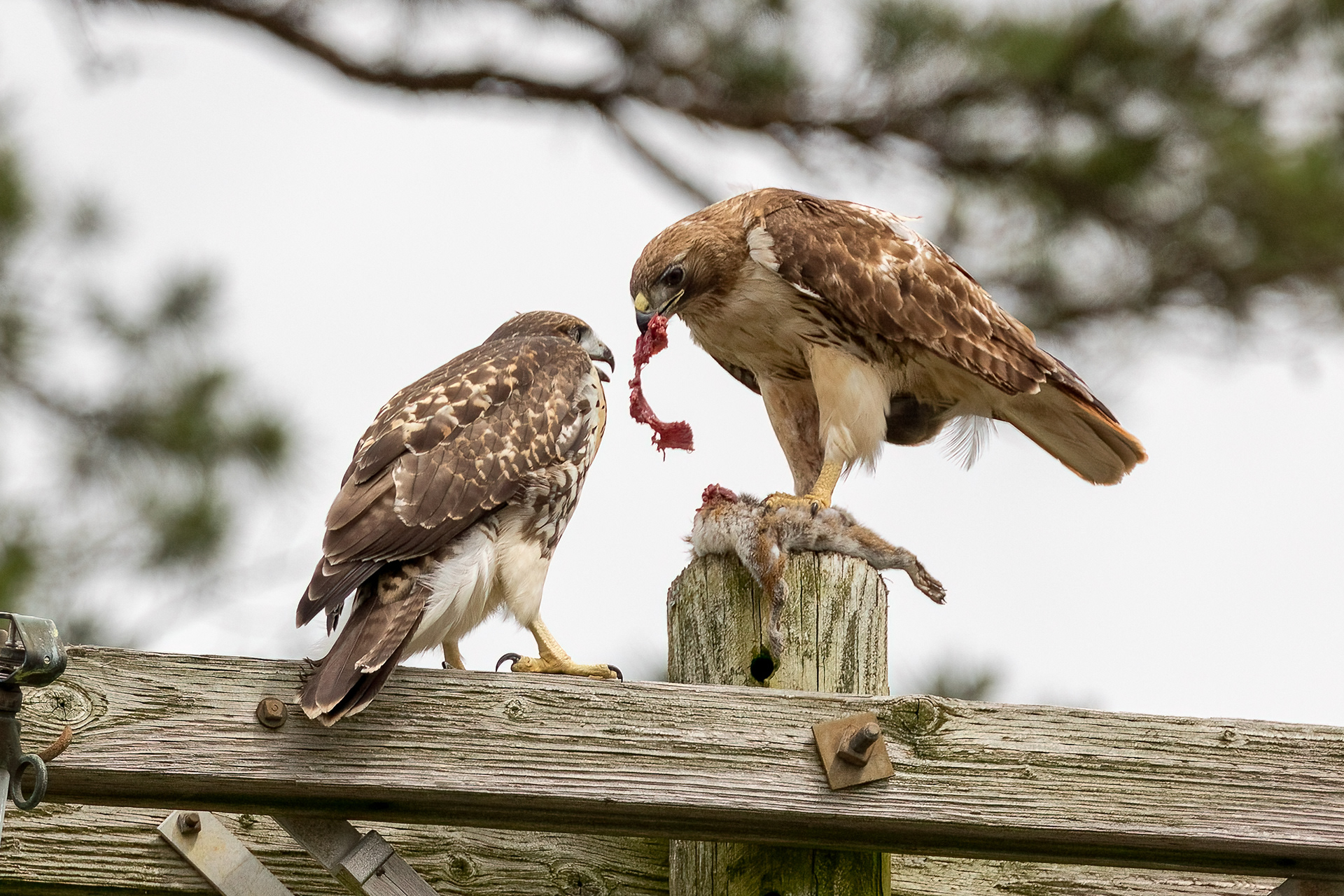 Red Tailed Hawks 6/24/22
