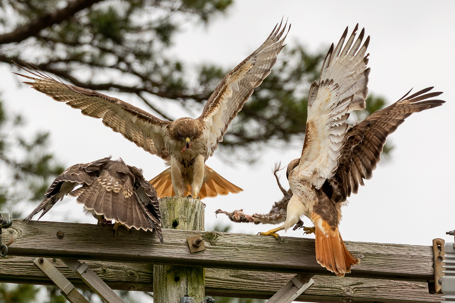 Red Tailed Hawks 6/24/22