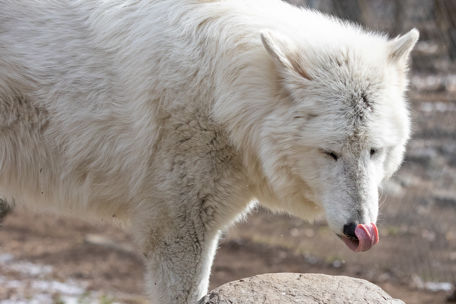 Lakota Wolf Preserve 3/28/22