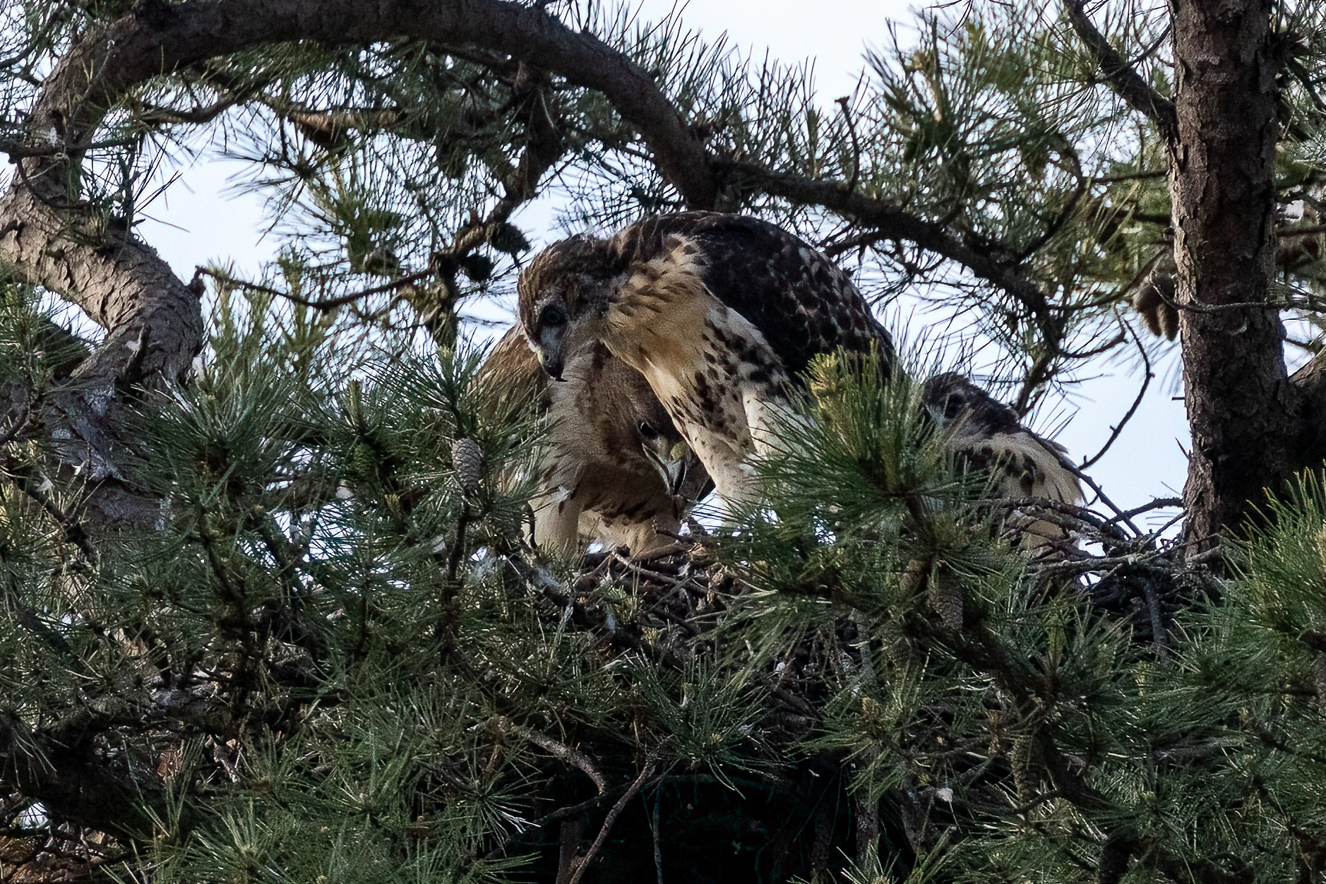 Juvenile Red Tailed Hawk, Ocean Co. NJ 6/13/22