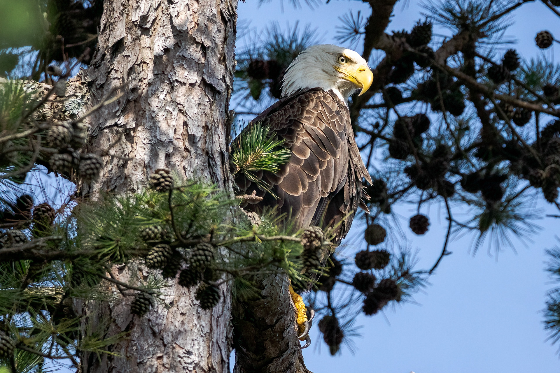 Bald Eagle 7/6/22
