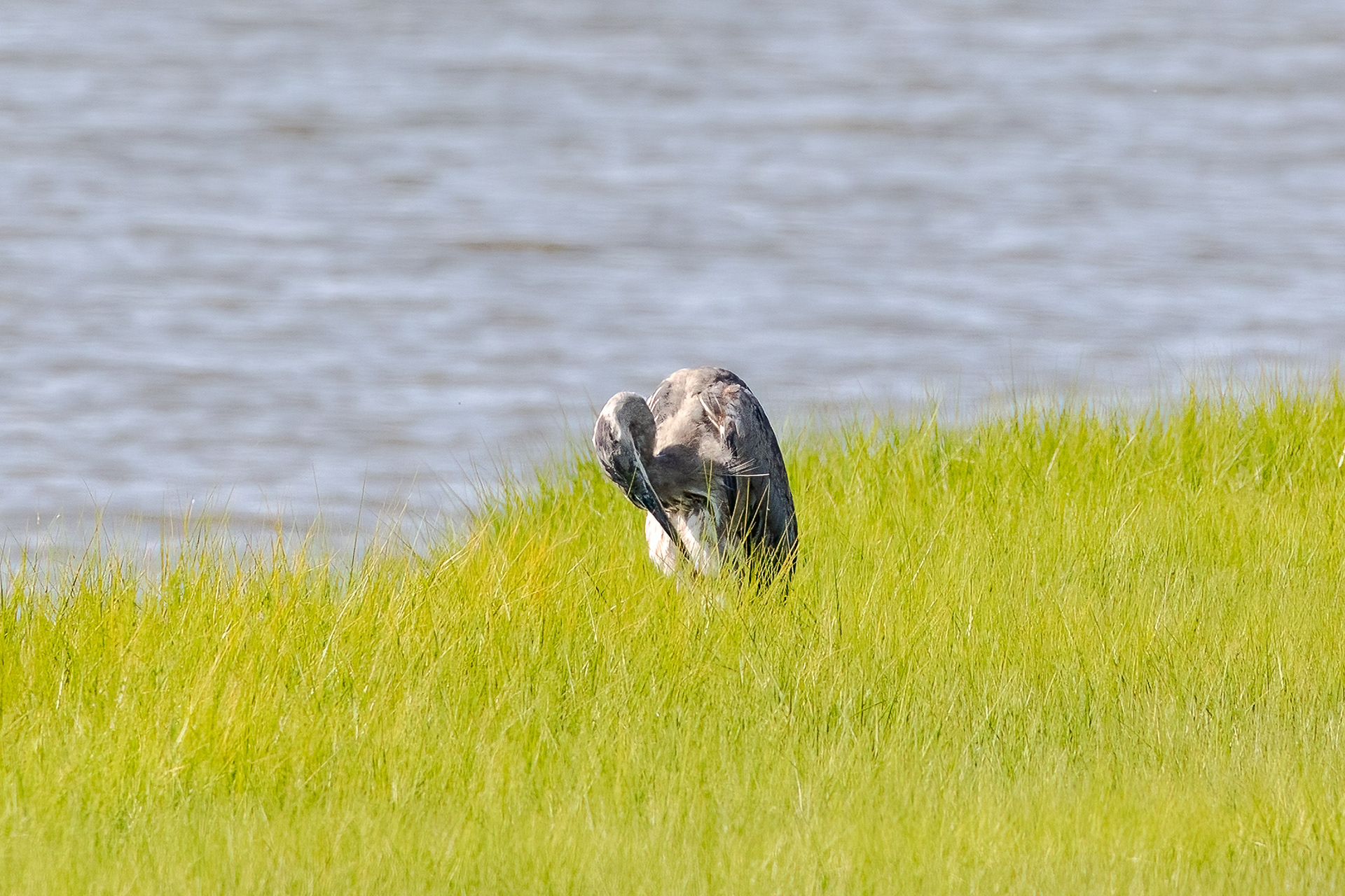 Great Blue Heron 6/17/22