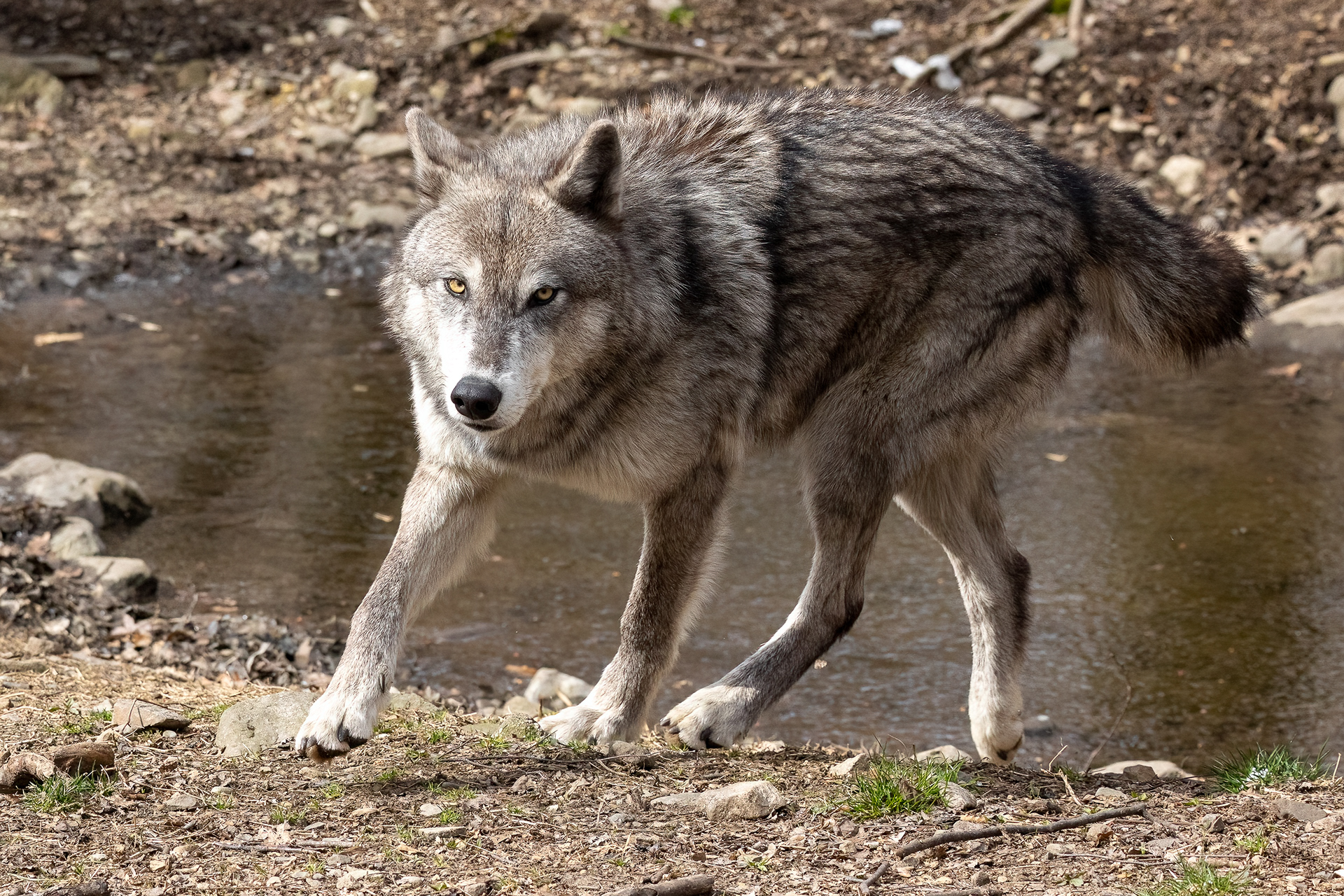 Lakota Wolf Preserve 3/28/22