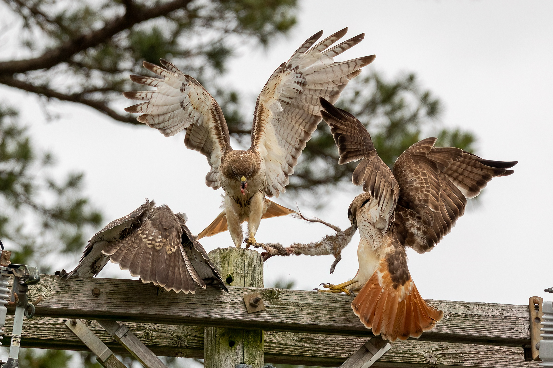 Red Tailed Hawks 6/24/22