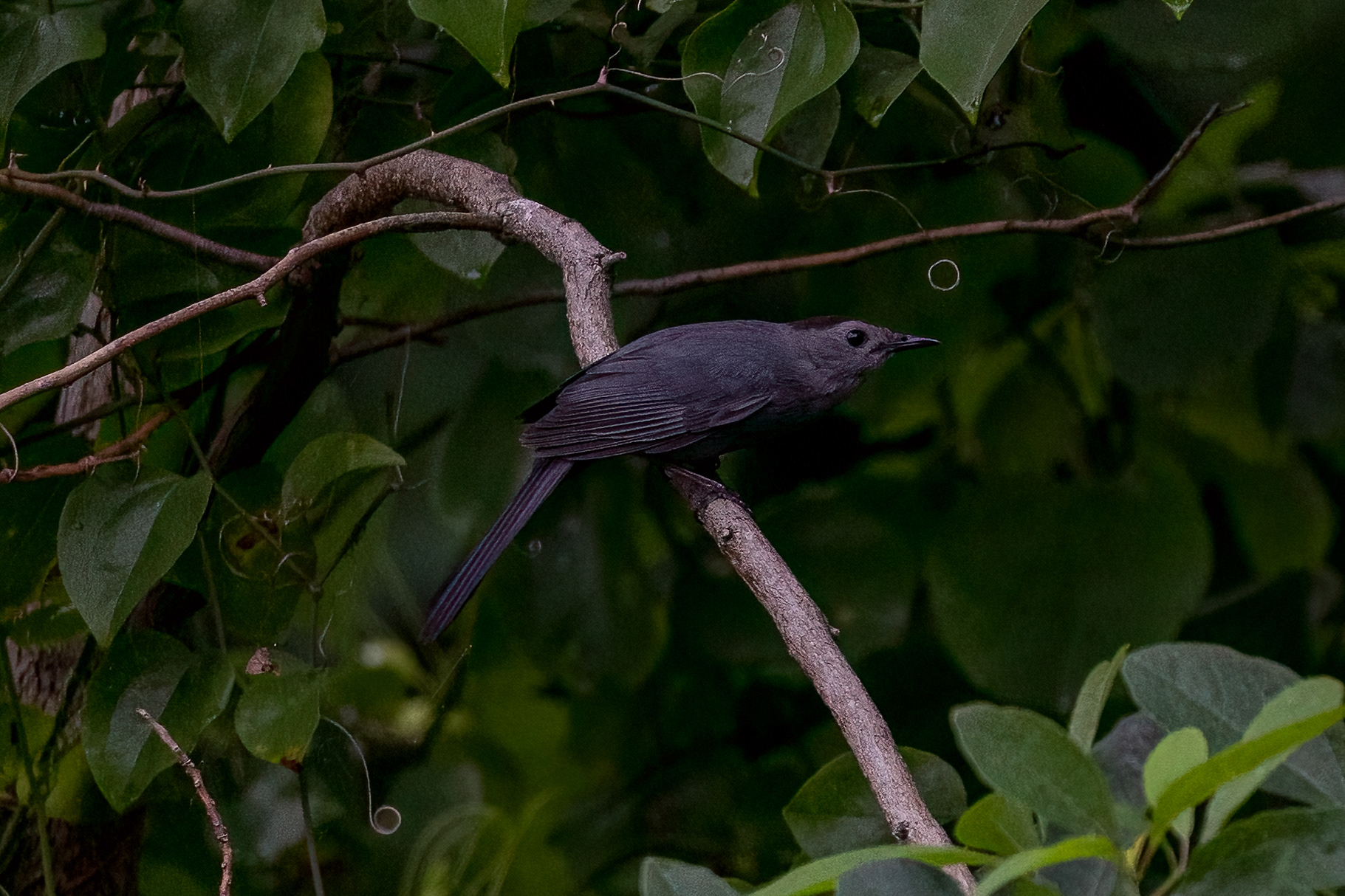 Gray Catbird 7/10/22