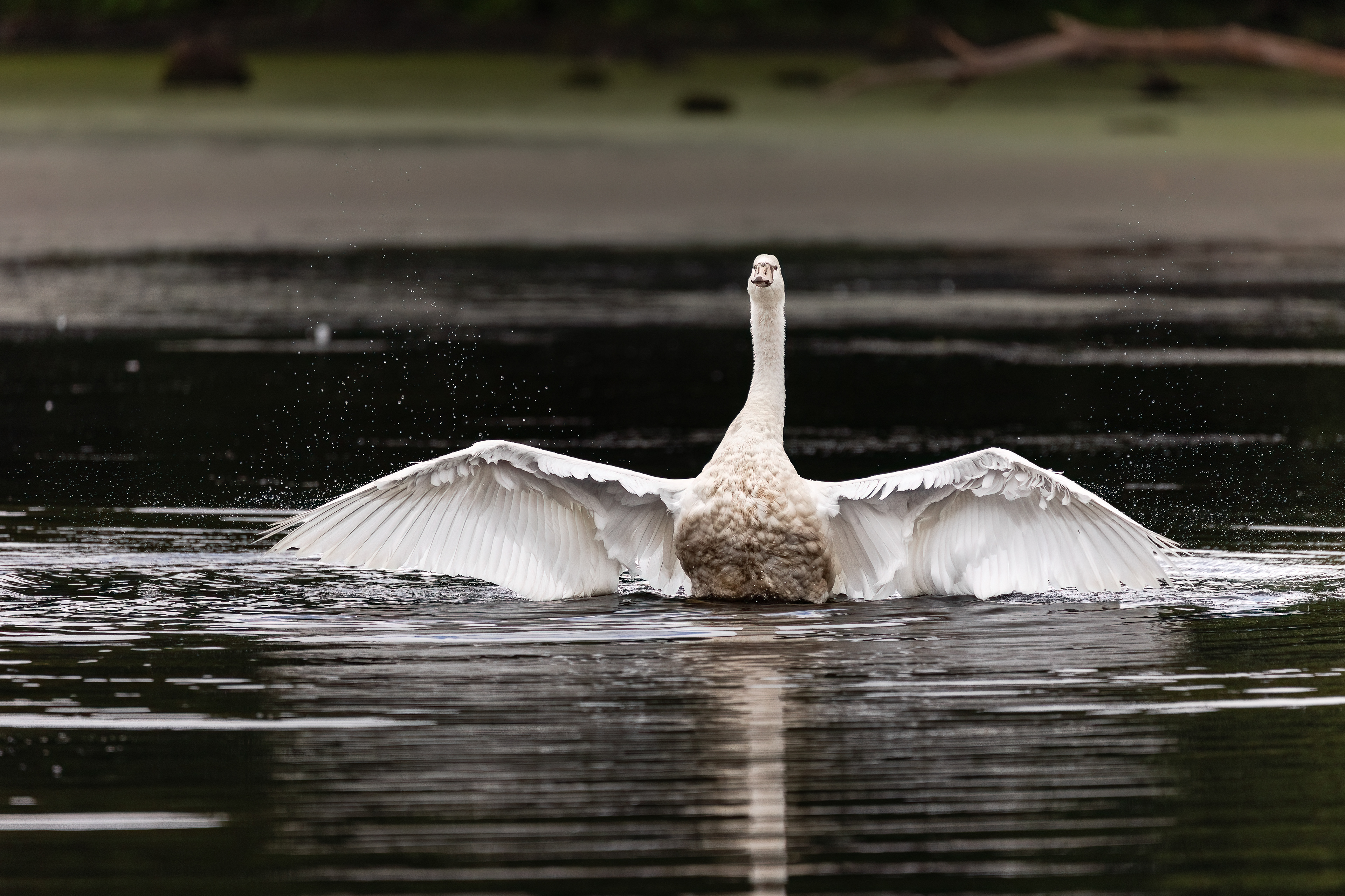 Mute Swan 9/13/22