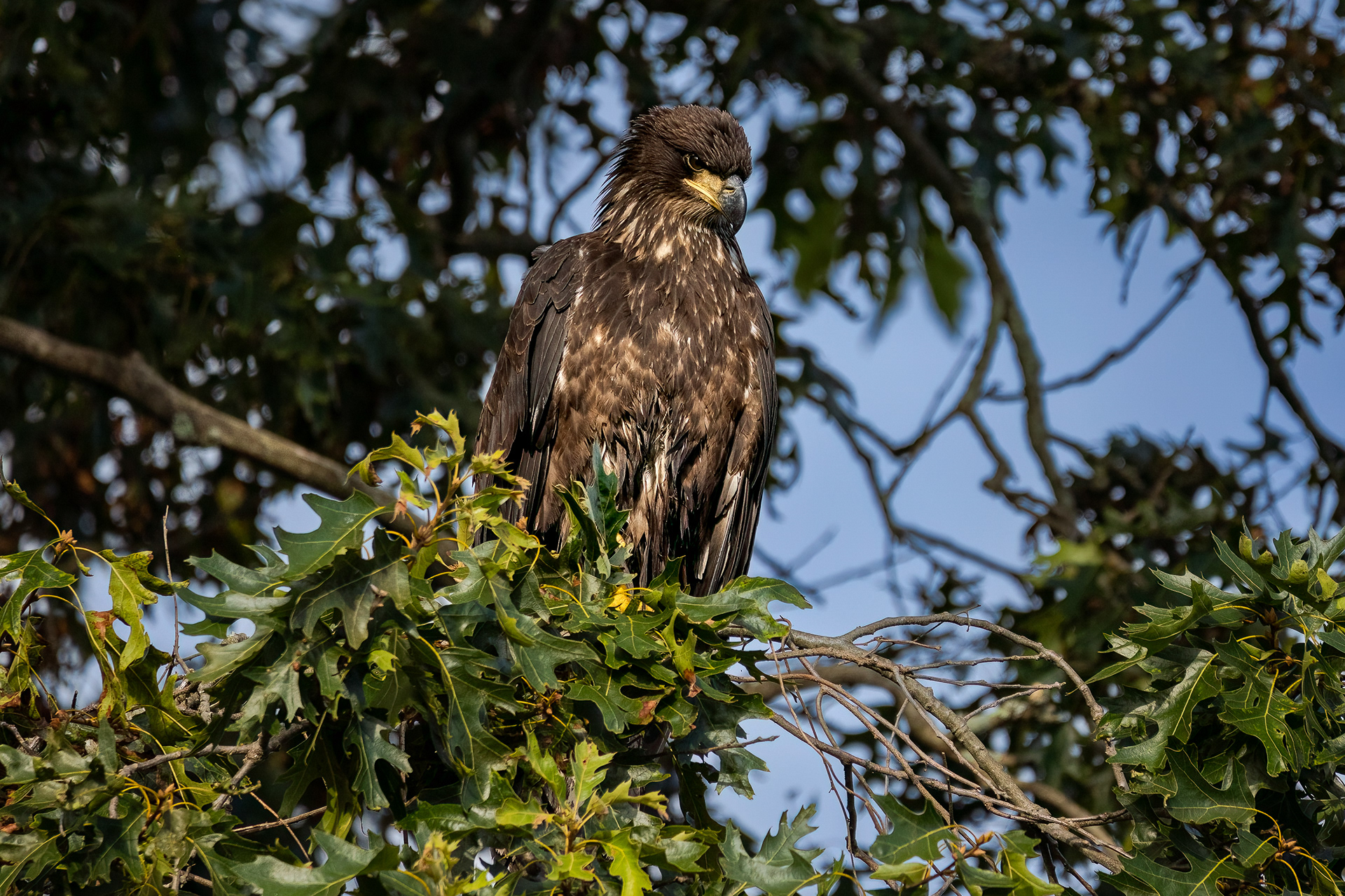 Juvenile Bald Eagle 7/31/22