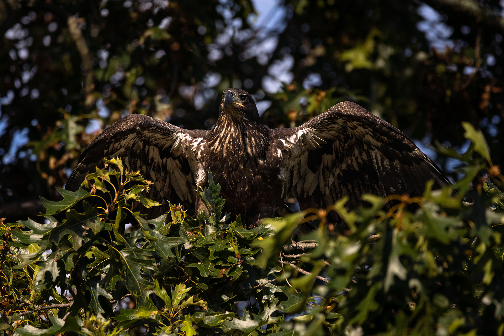 Juvenile Bald Eagle 7/31/22