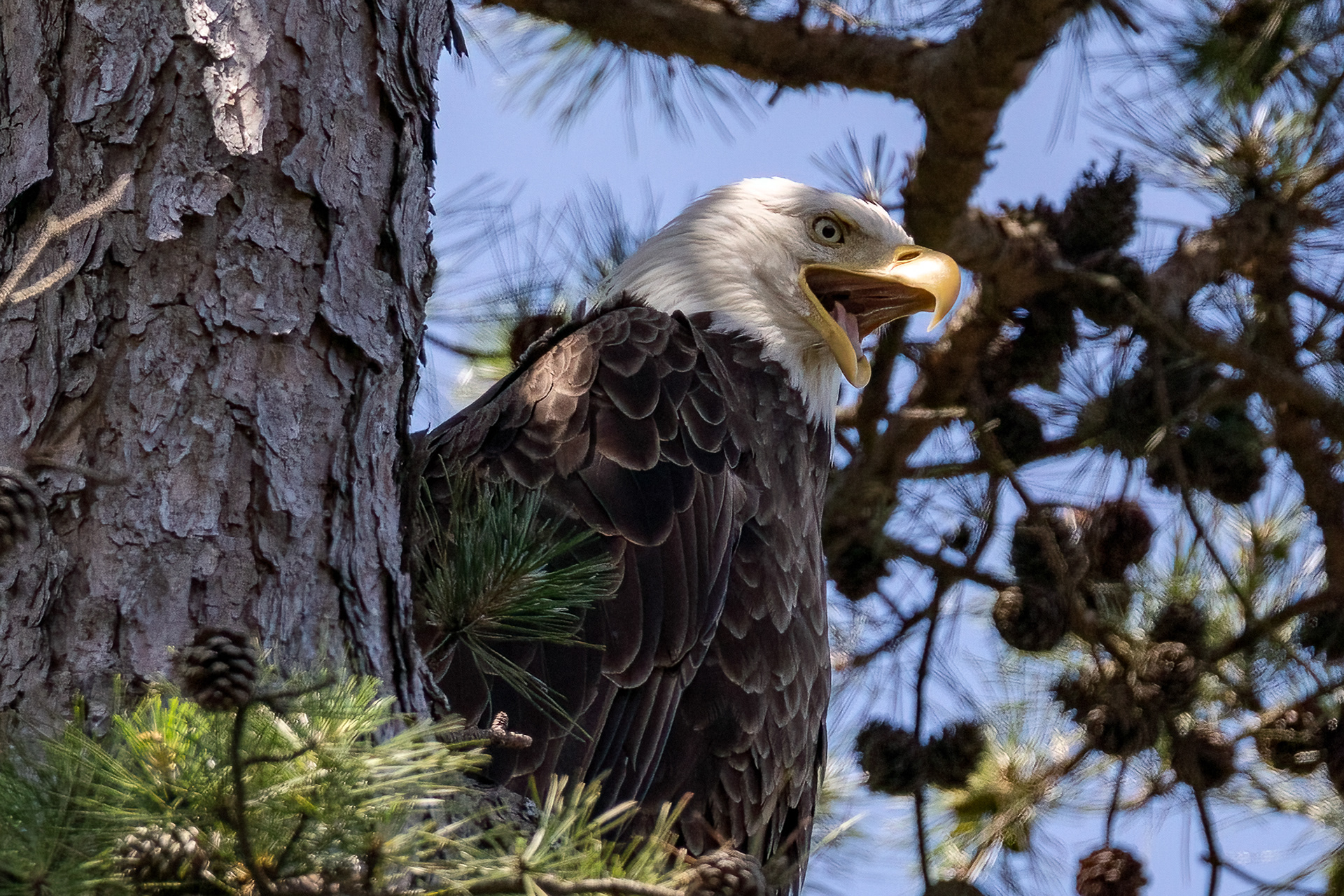 Bald Eagle,  Ocean County NJ 7/3/22