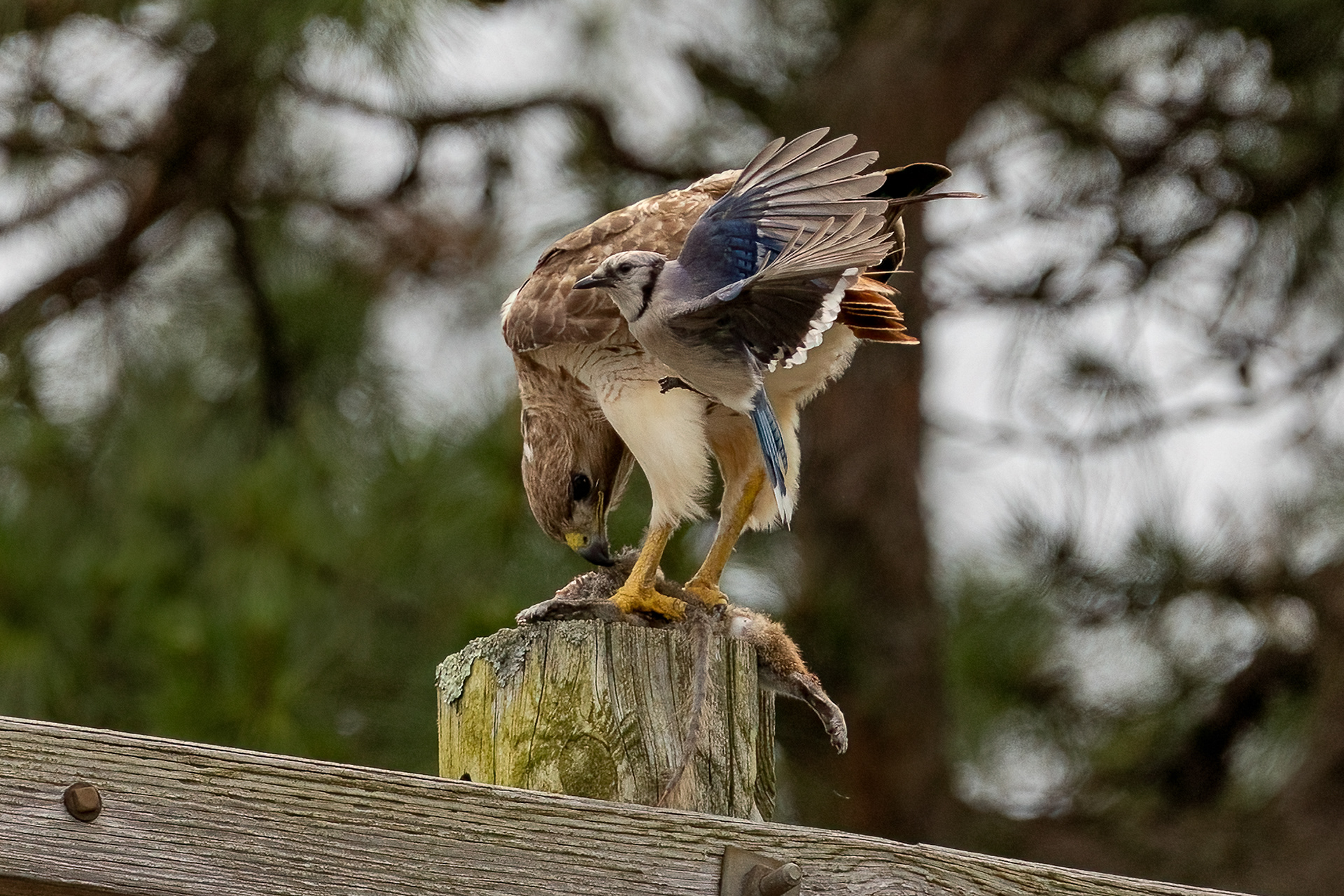Red Tailed Hawks 6/24/22