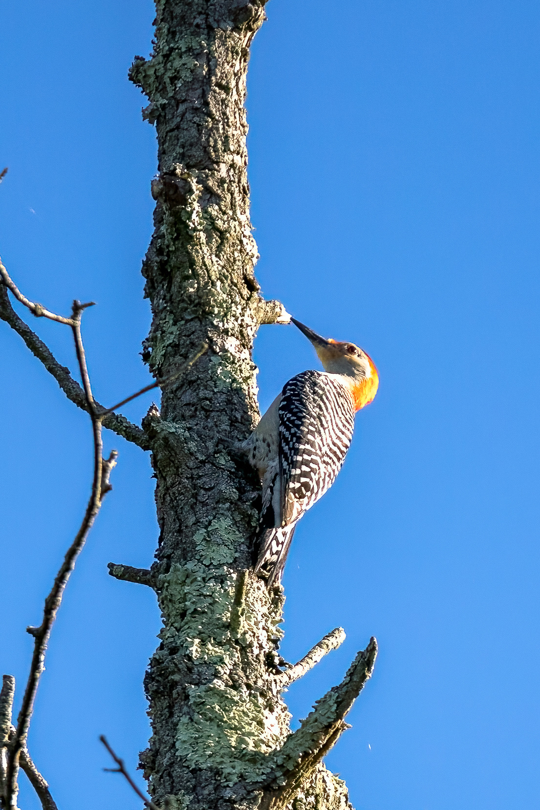 Red Bellied Woodpecker 6/18/22