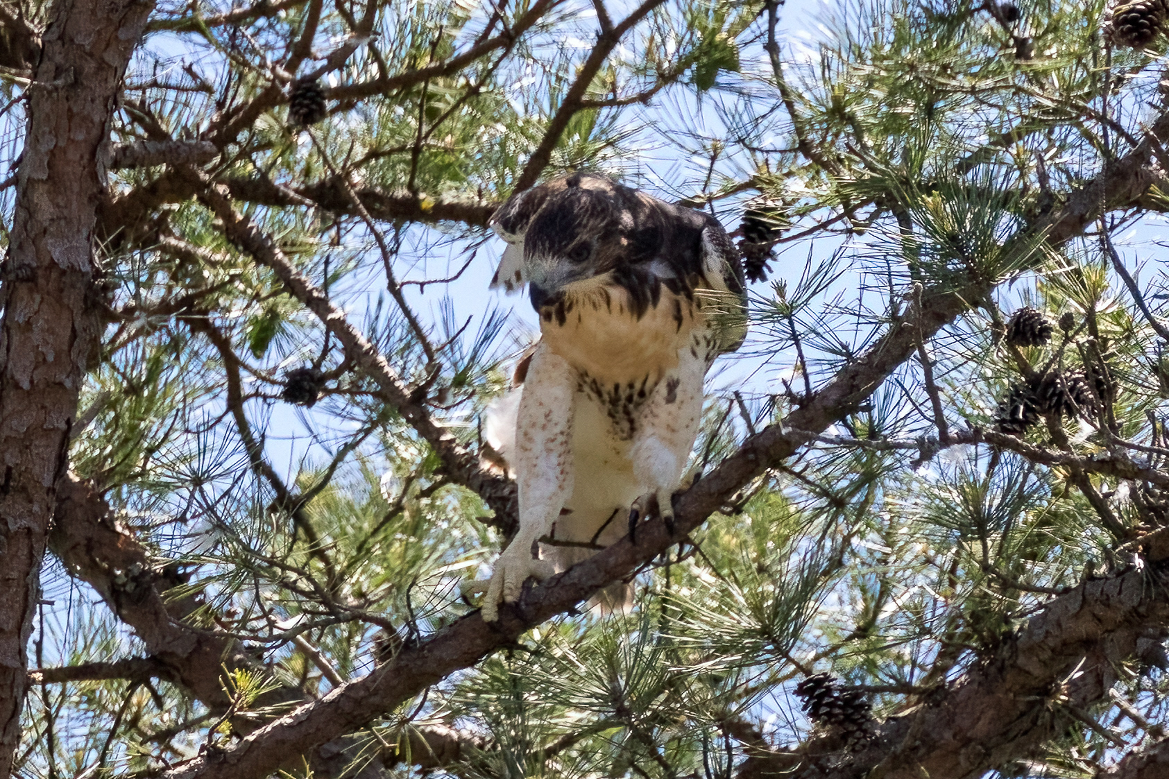 Juvenile Red Tailed Hawk 6/19/22