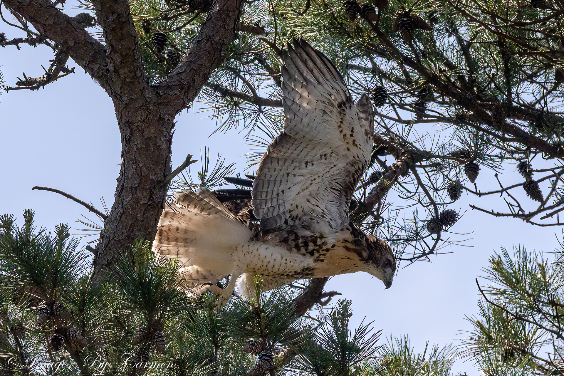 Juvenile Red Tailed Hawk