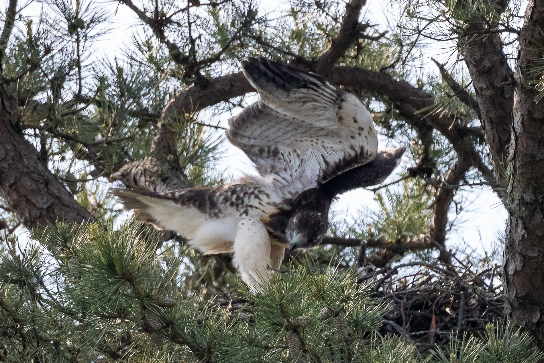 Juvenile Red Tailed Hawk, Ocean Co. NJ 6/13/22