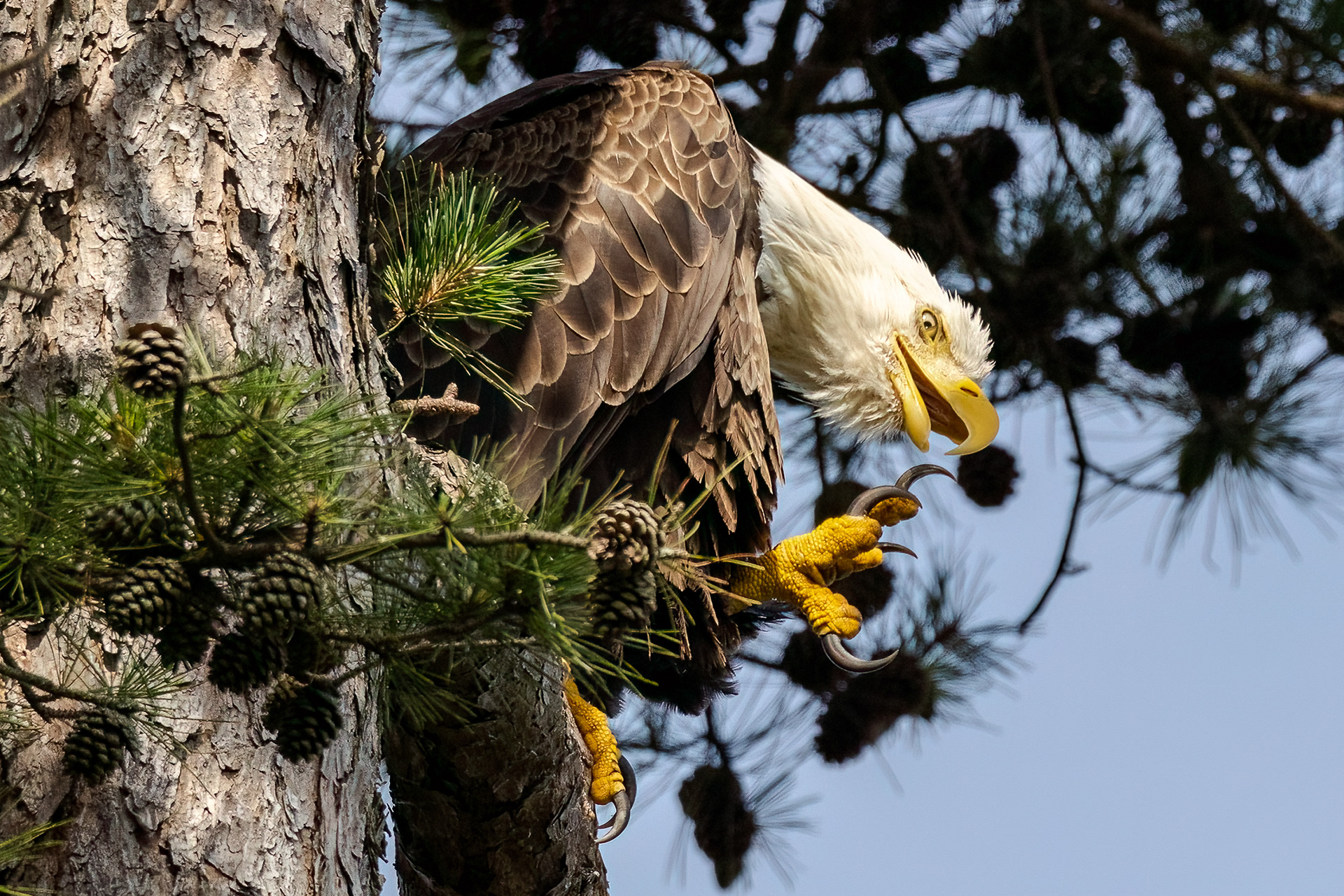 Bald Eagle 7/6/22