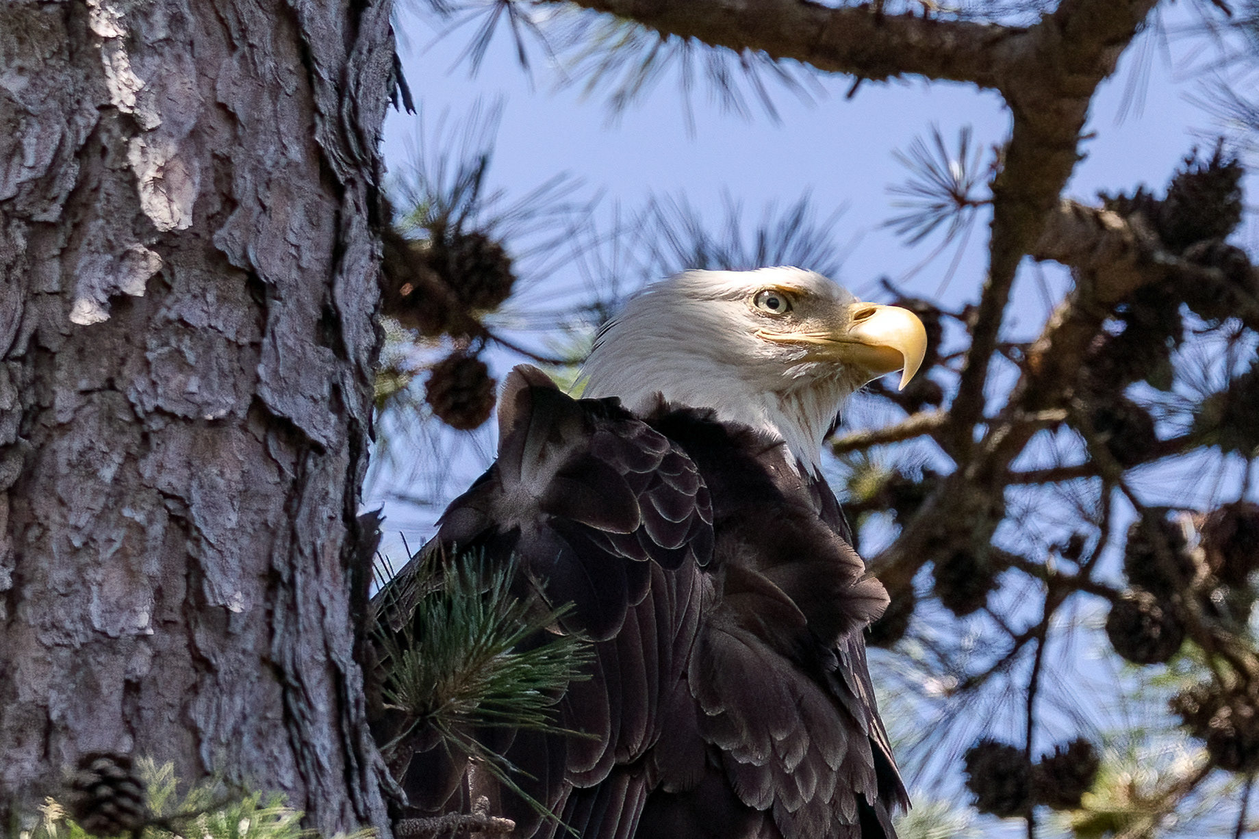 Bald Eagle,  Ocean County NJ 7/3/22