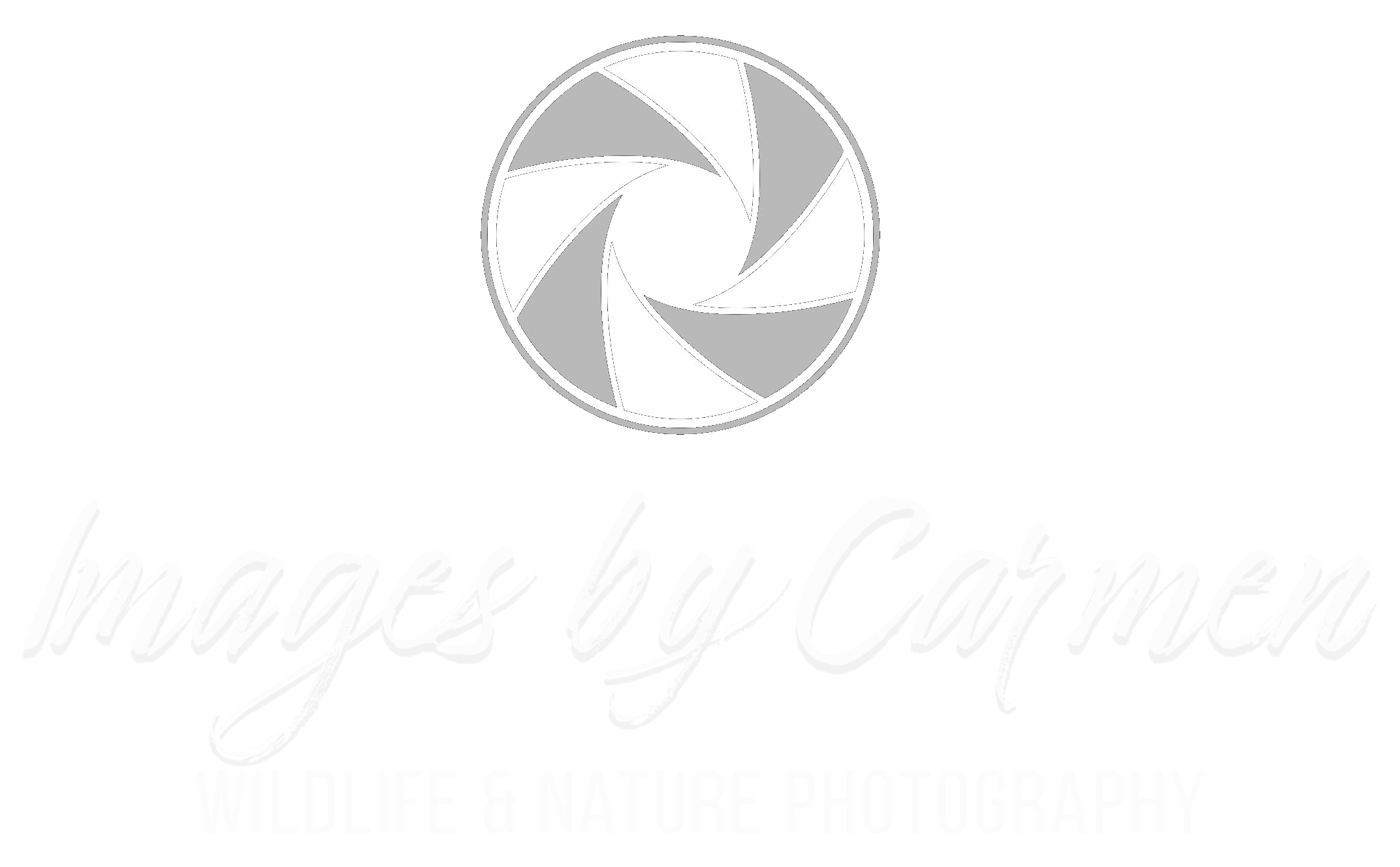 Images by Carmen | Carmen Daccurso