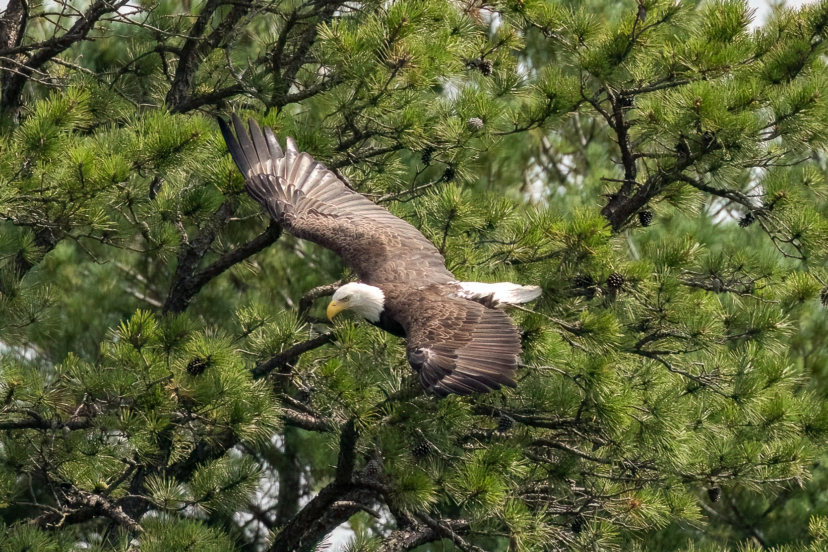 Bald Eagle 7/6/22