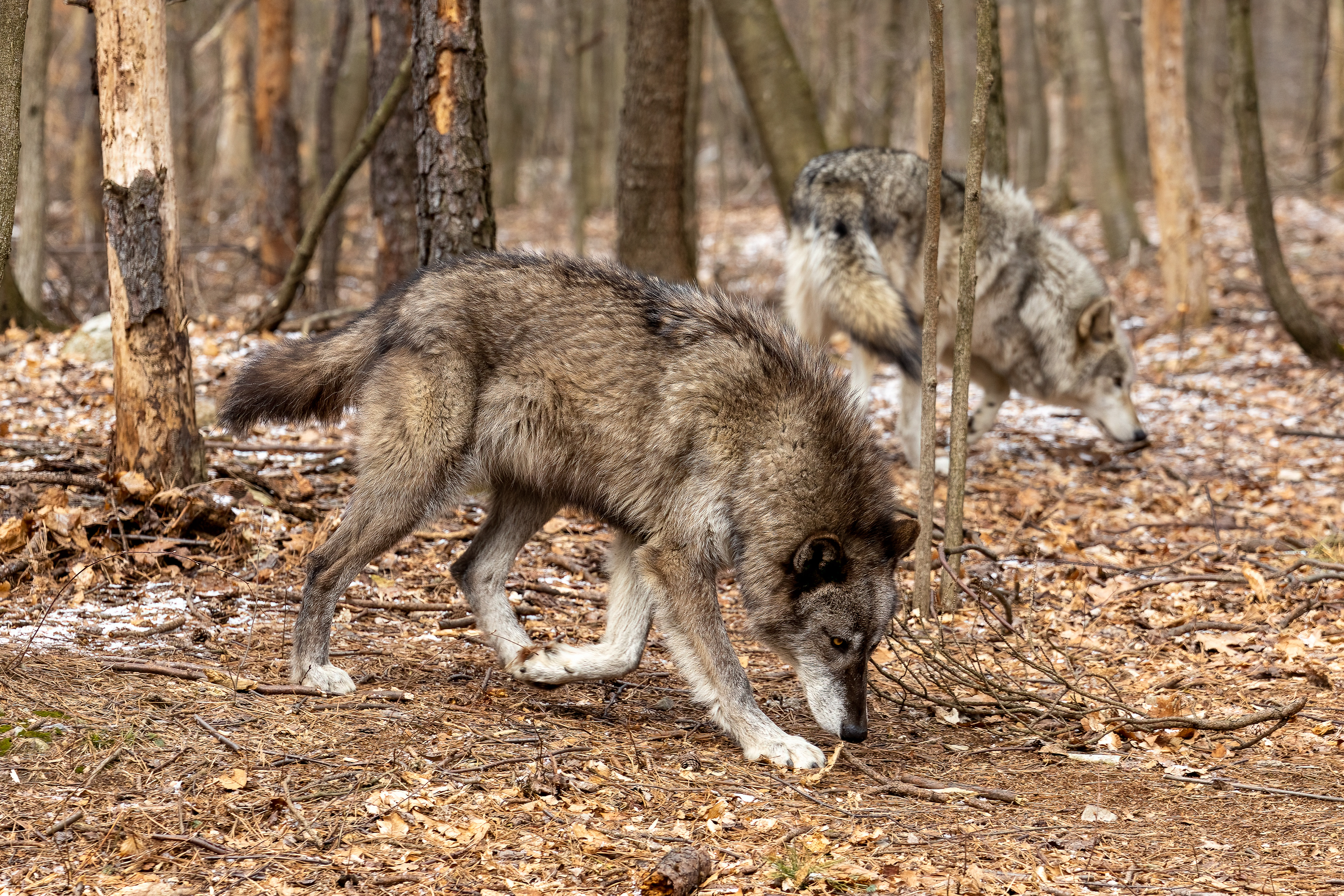 Lakota Wolf Preserve 3/28/22