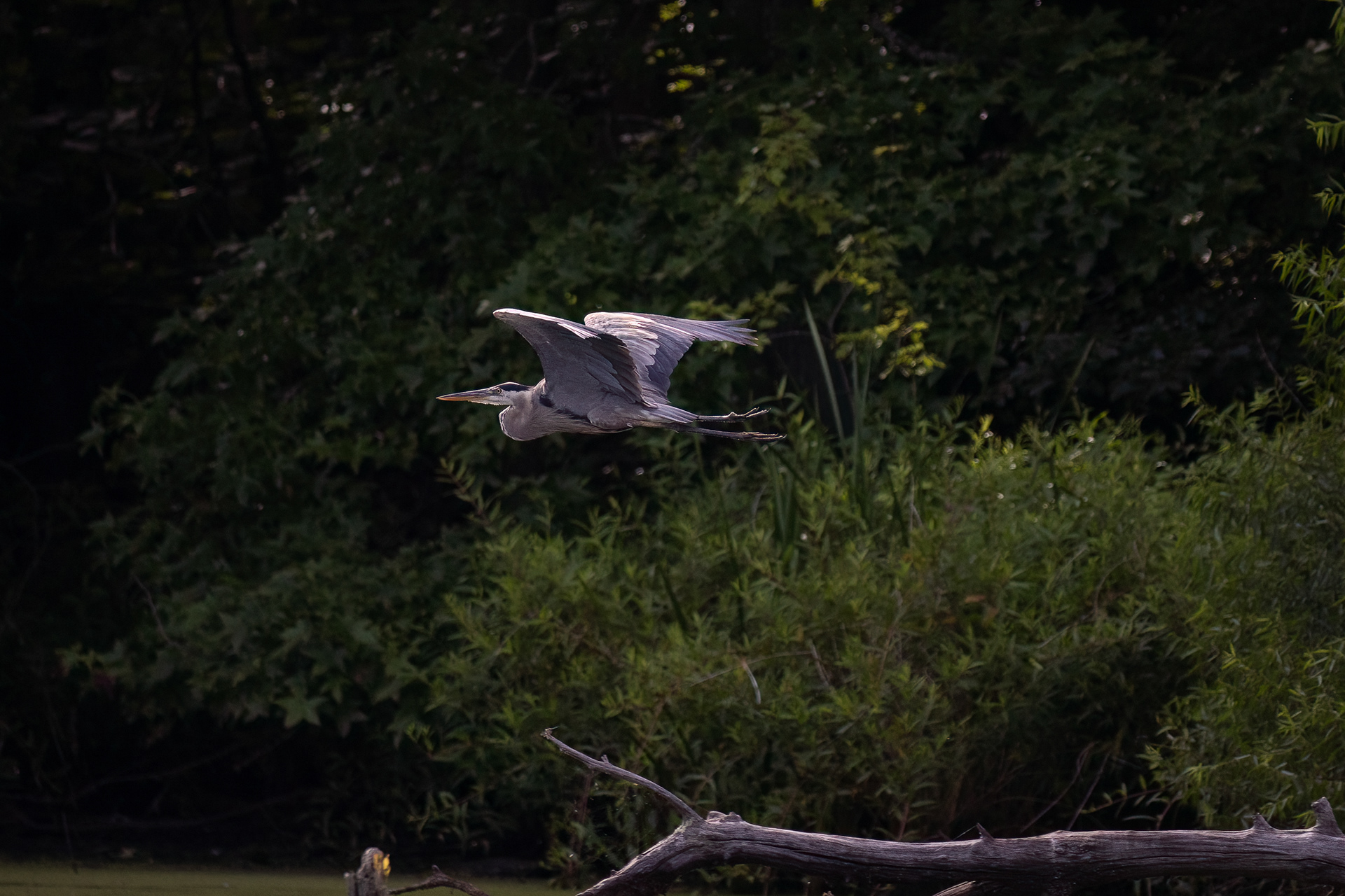 Great Blue Heron 7/31/22