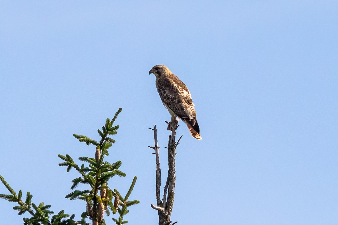 Red Tailed Hawk 6/122