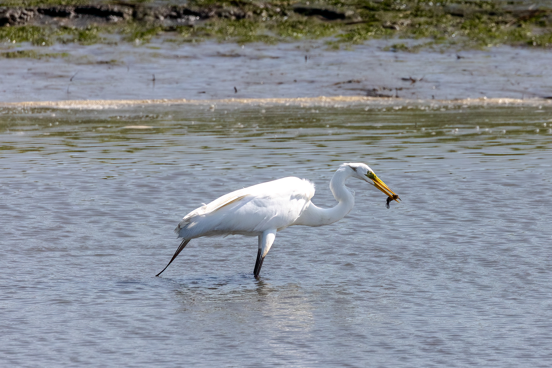 Egret 6/17/22