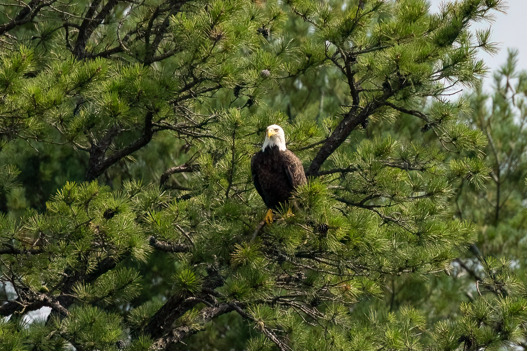 Bald Eagle 7/6/22