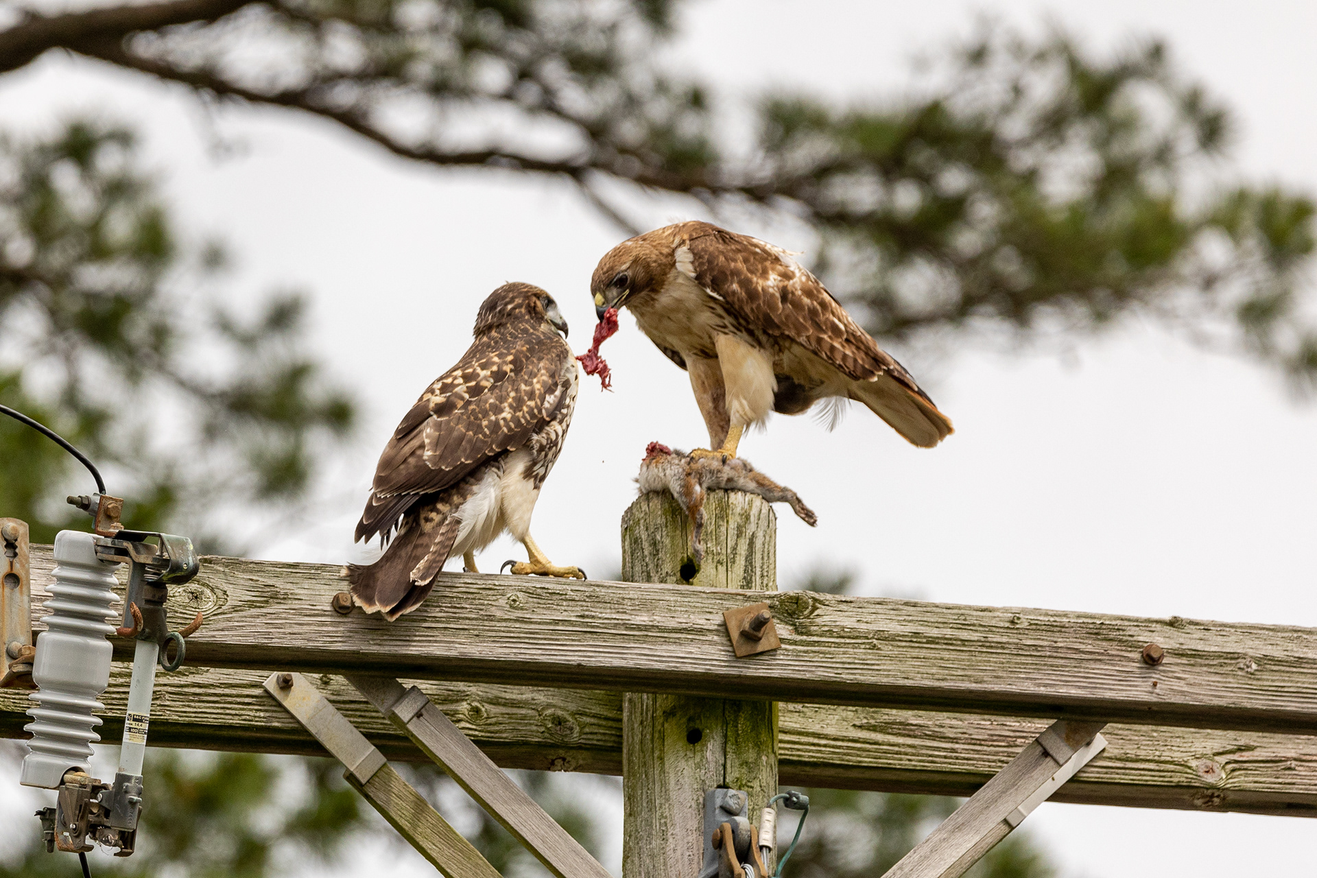 Red Tailed Hawks 6/24/22