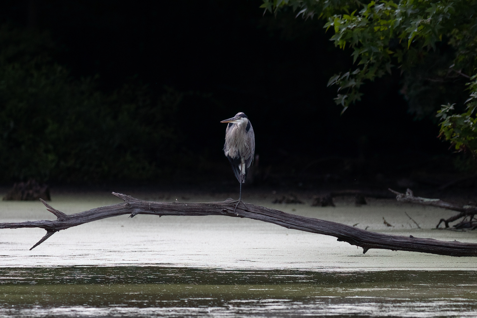 Great Blue Heron 7/31/22