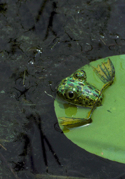 Ken Daubert - Finesse BASS FROG LURE Fishing