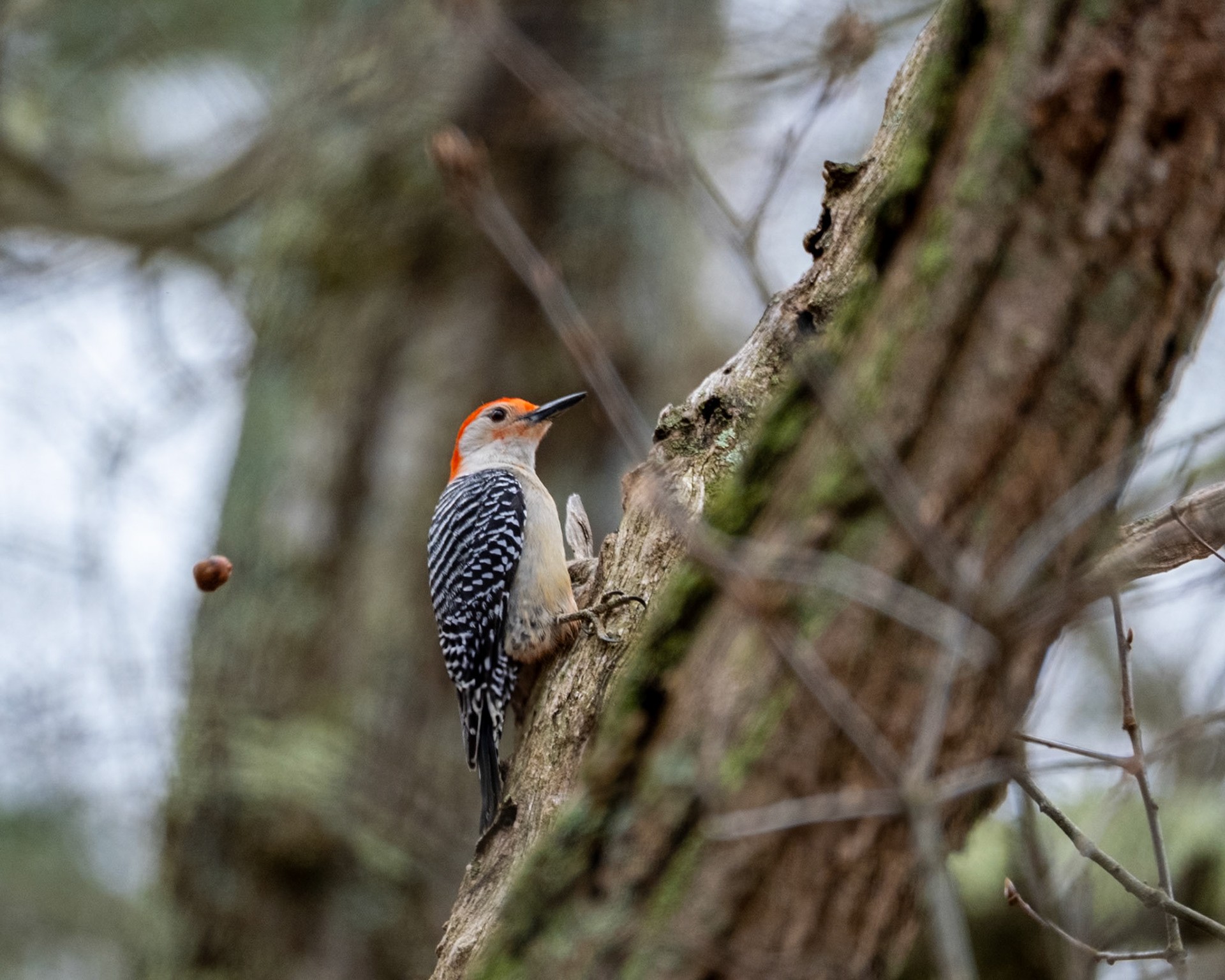 red bellied woodpecker