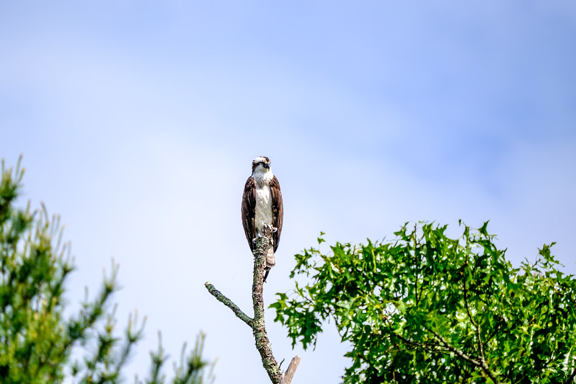 Osprey