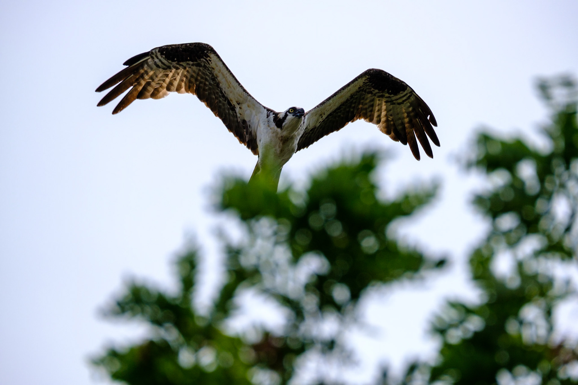 Osprey