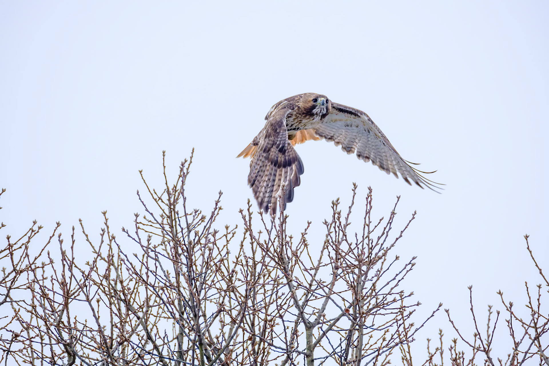 Red Tailed Hawk