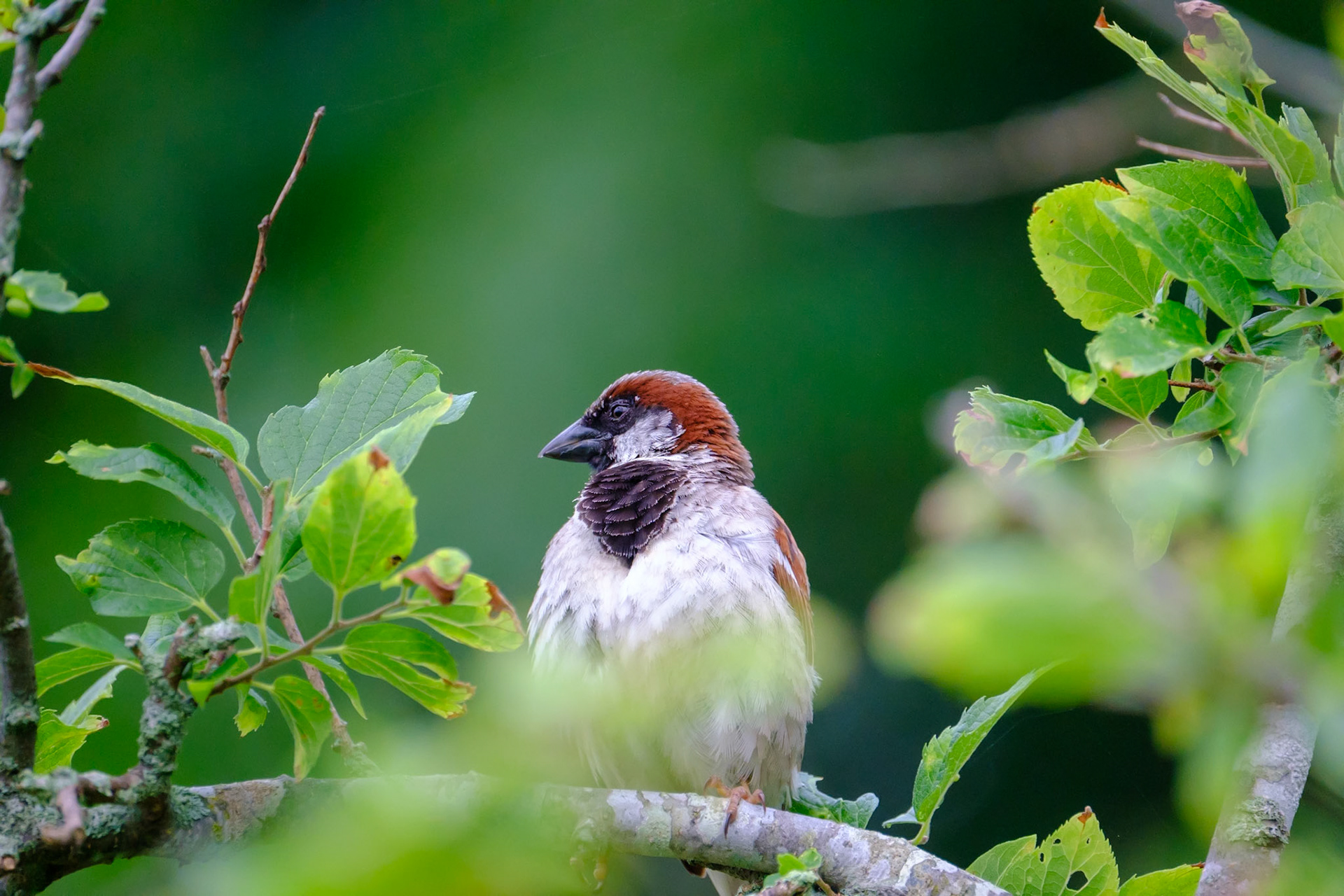 Sparrow