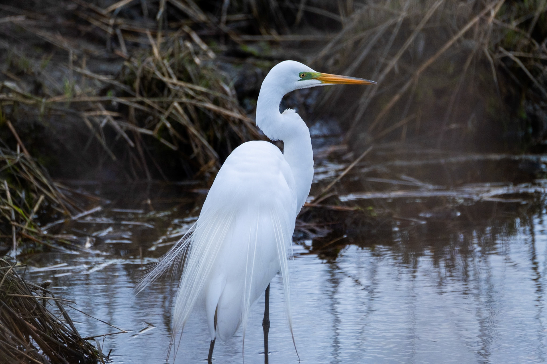 Great Egret