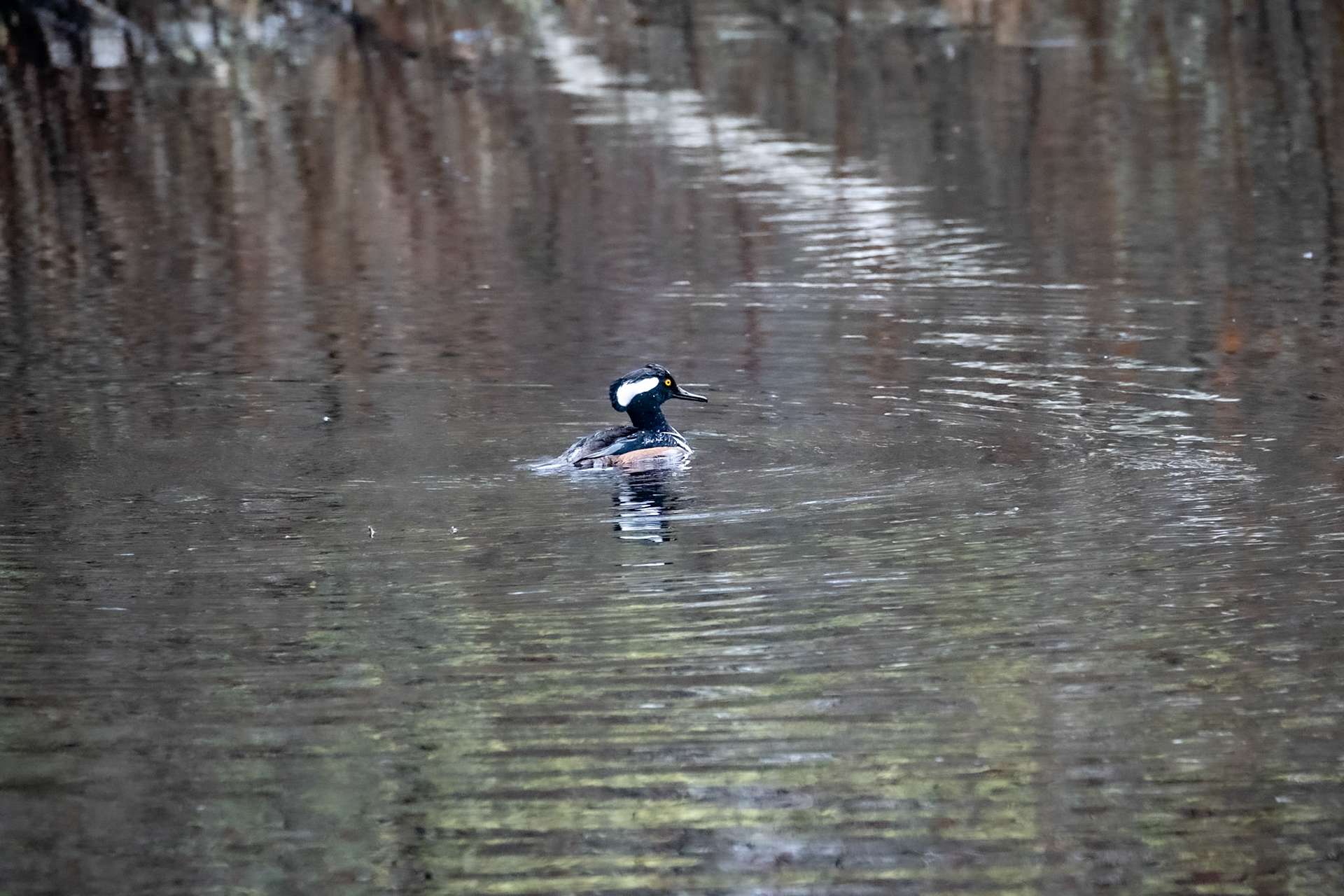 Hooded Merganser