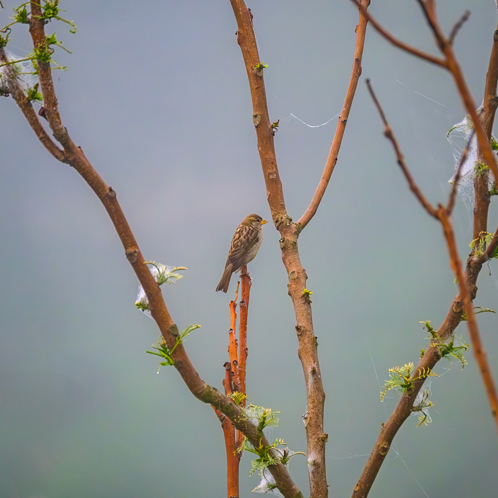 Sparrow