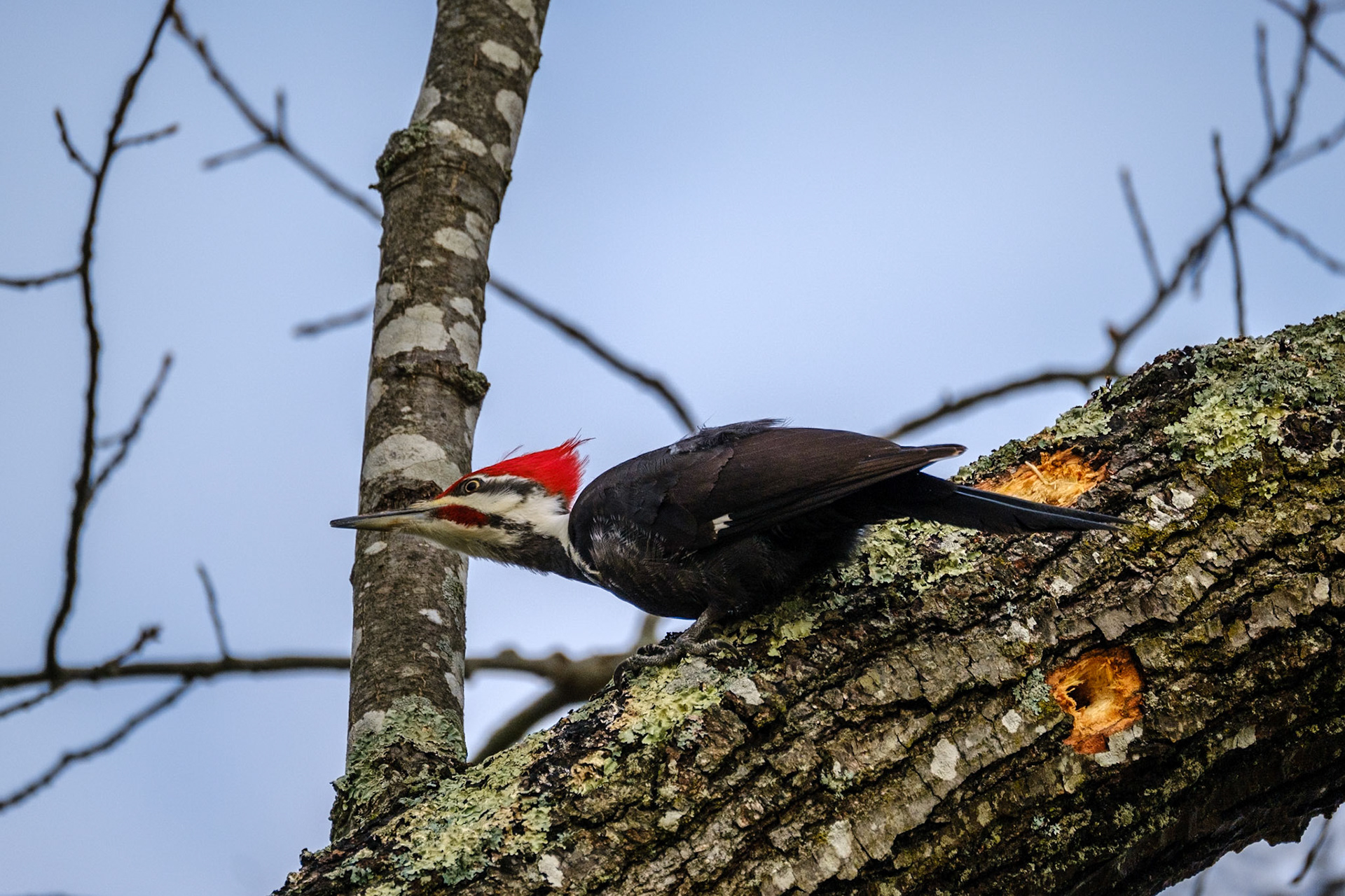 Pileated Woodpecker