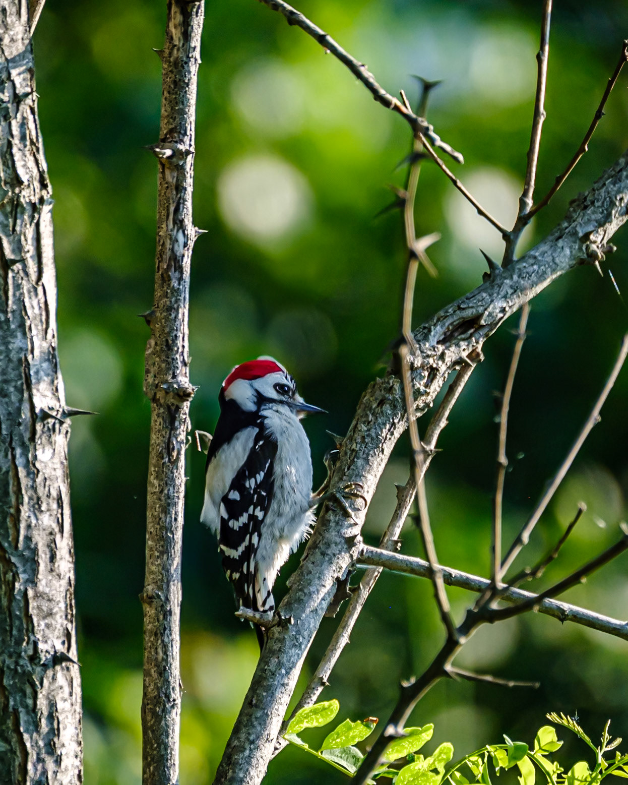 Downy Woodpecker