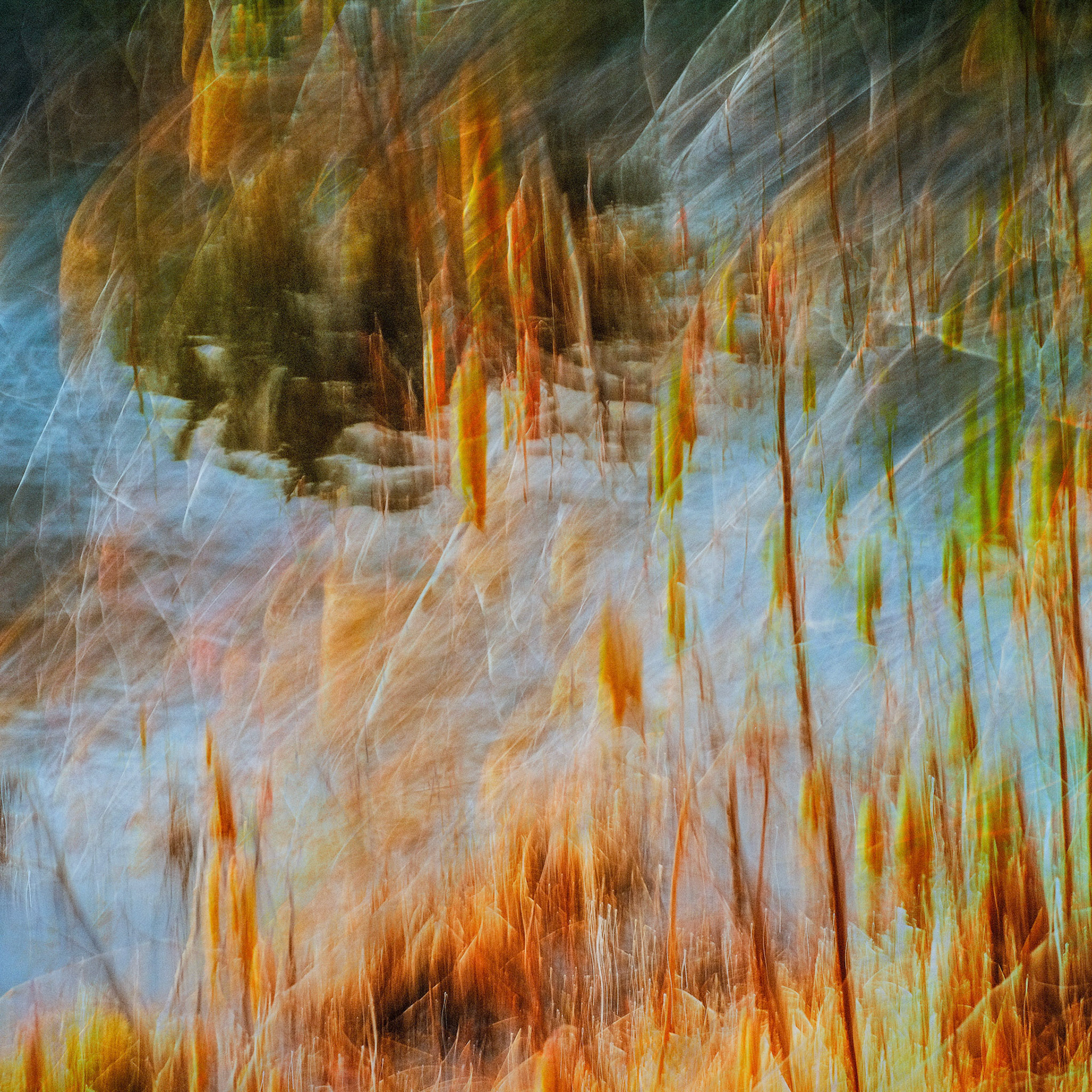 "Cattails"