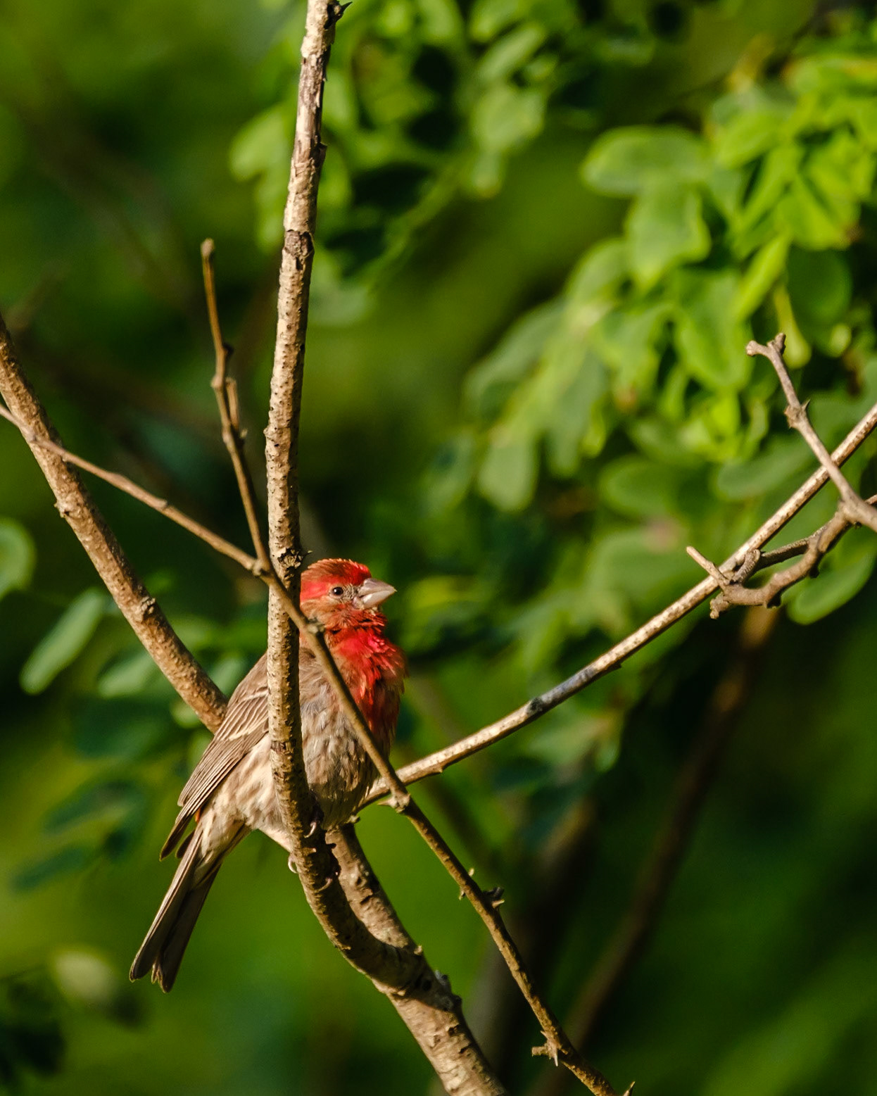 Purple Finch