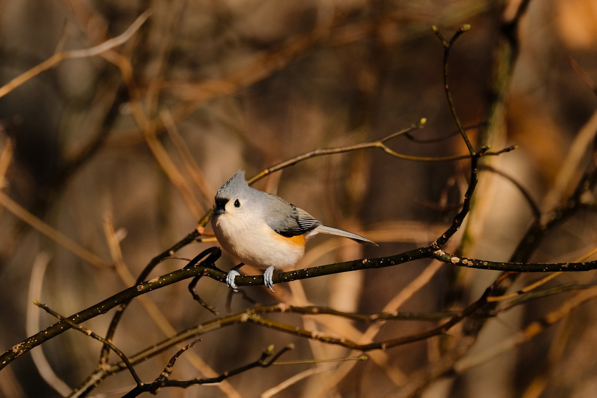 Tufted titmouse
